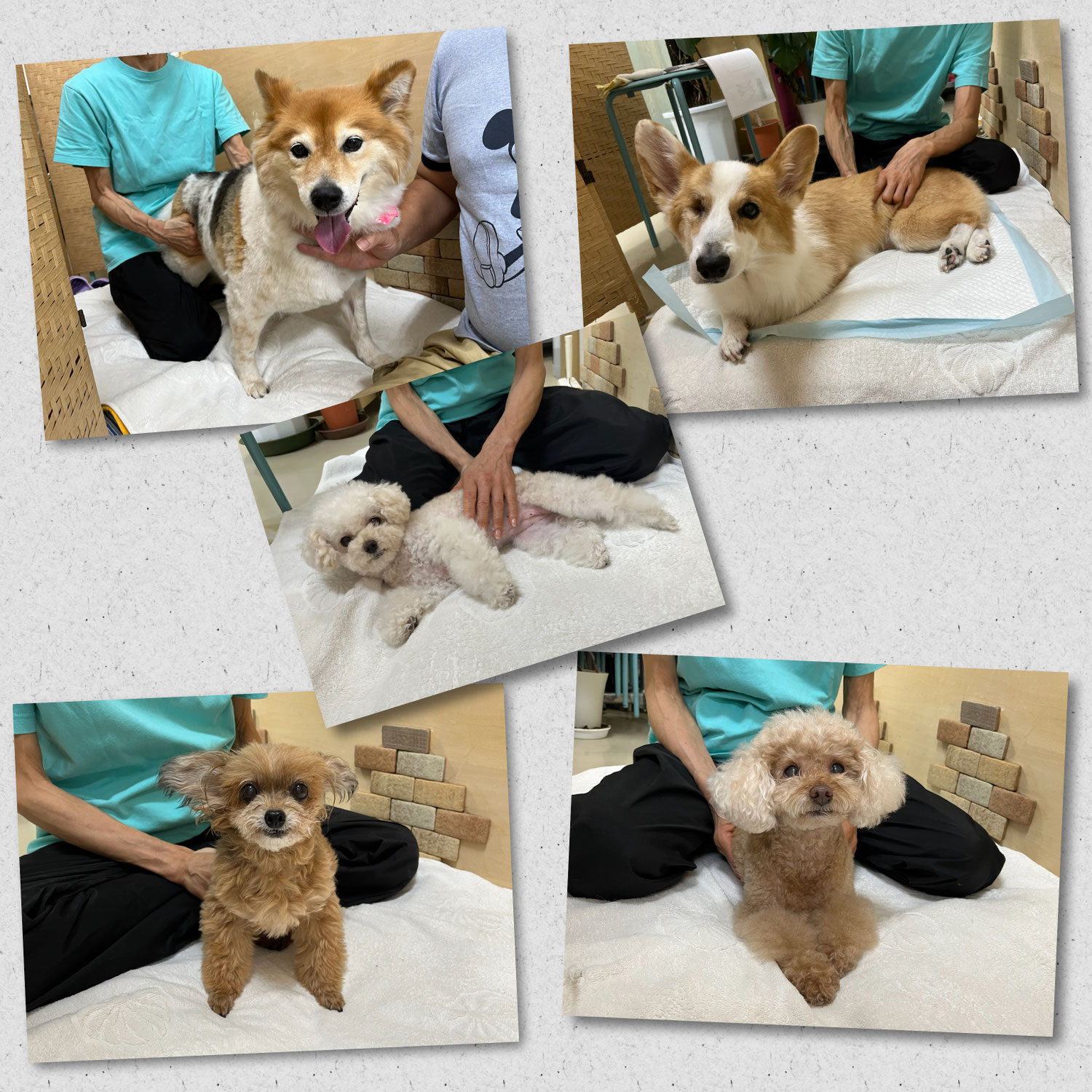 今日は【わんこ整体Ｄａｙ】でした～♪　　犬のしつけ教室＠アロハドギー