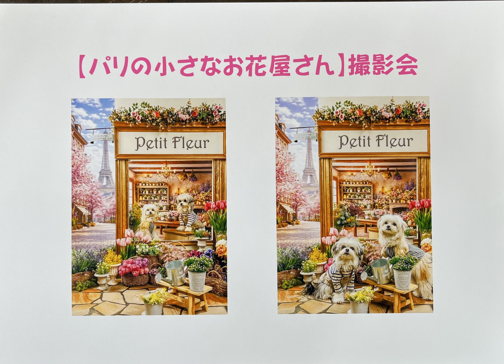 Studio Little tripさん【パリの小さなお花屋さん】撮影会のご案内　　犬のしつけ教室＠アロハドギー