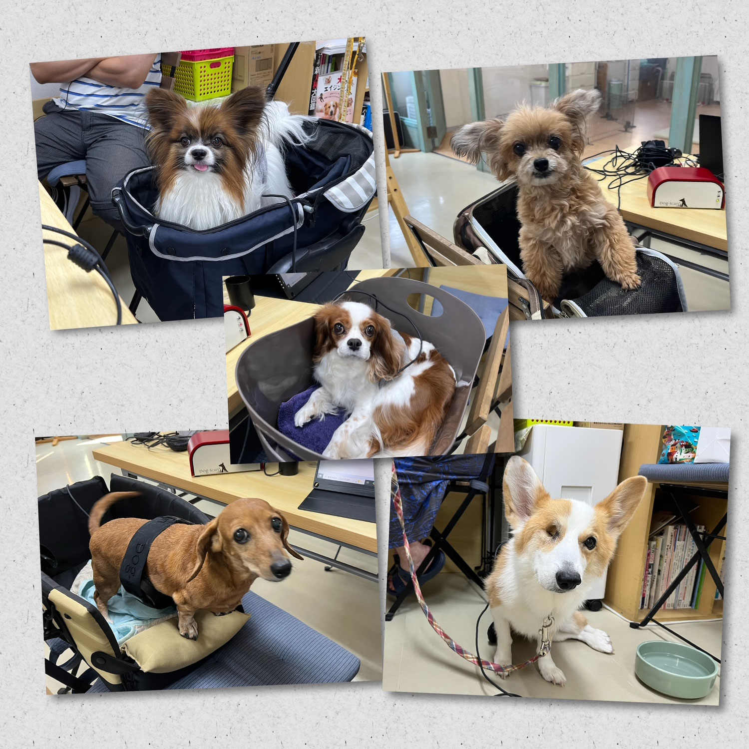 未病ケアの《Ｄｏｇｓｃａｎ》開催しました！【ALOHA塾】　　犬のしつけ教室＠アロハドギー