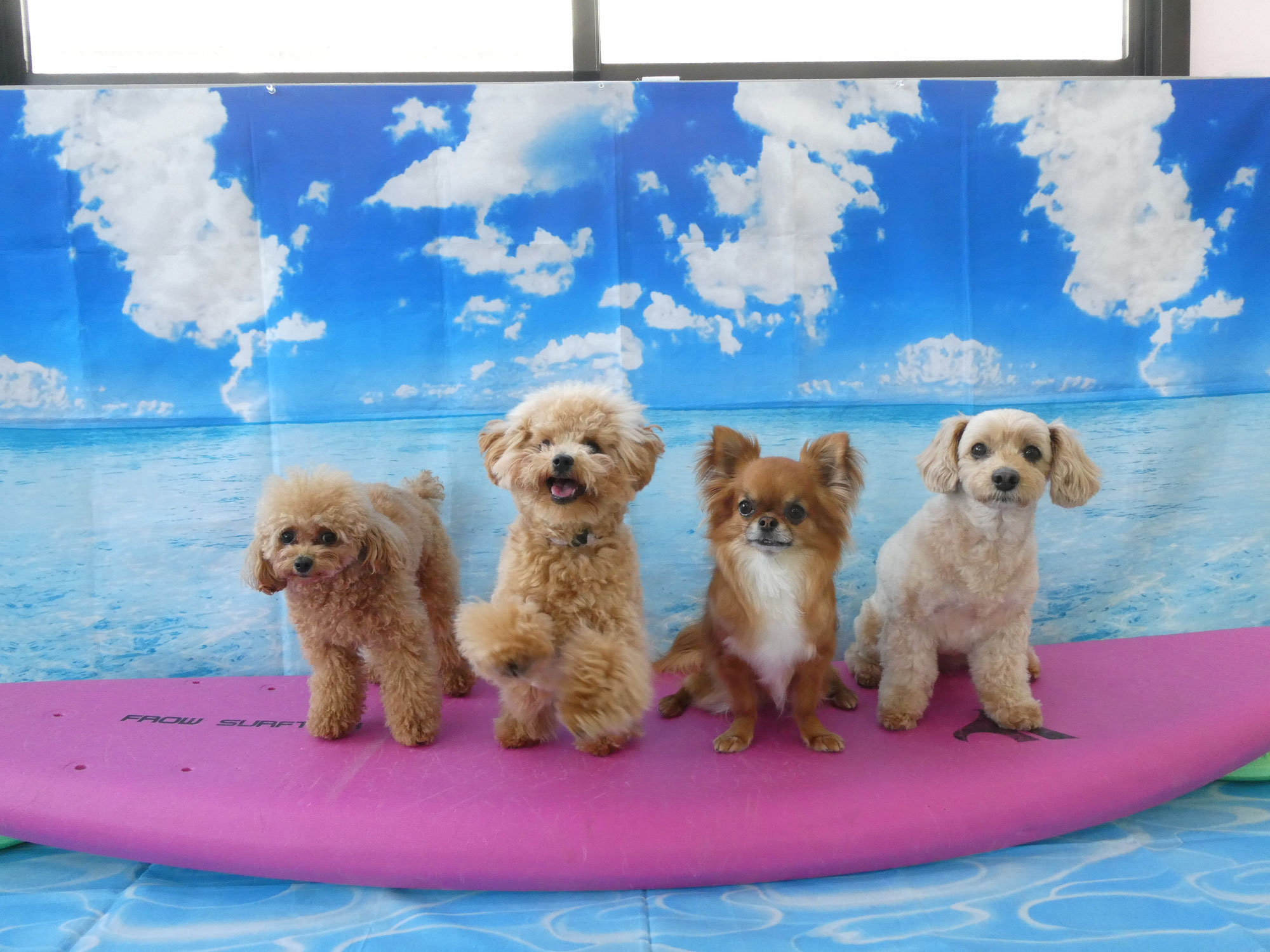 2026年5月の【パピーパーティー】のご案内(^^)/　　犬のしつけ教室＠アロハドギー