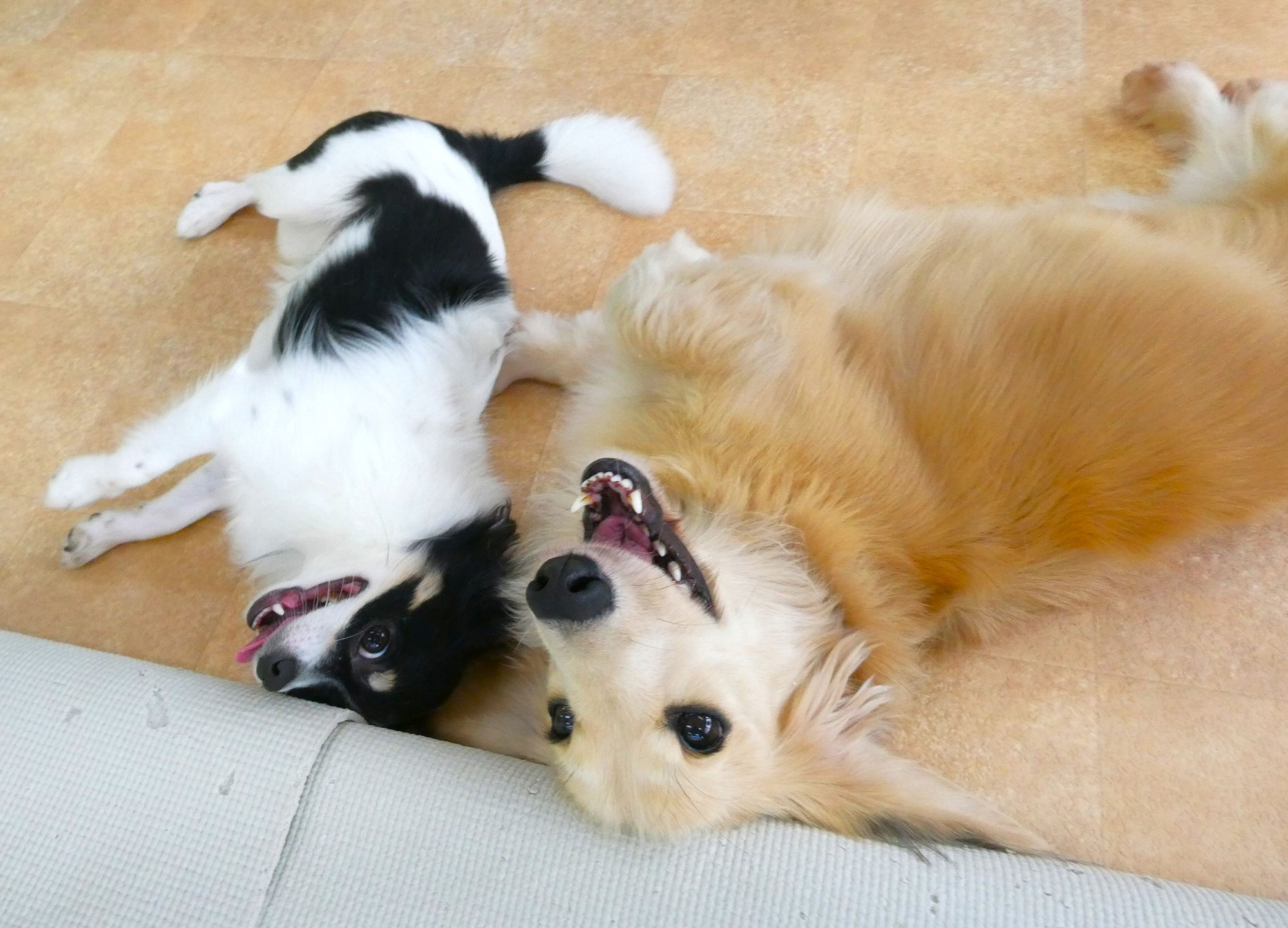 季節の変わり目の『寒暖差疲労』に注意しましょう！　　犬のしつけ教室＠アロハドギー