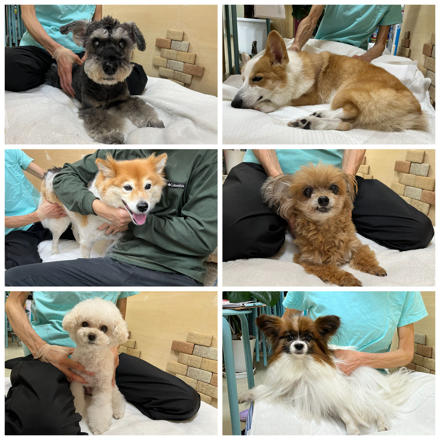 今日は【わんこ整体Ｄａｙ】でした～♪　　犬のしつけ教室＠アロハドギー