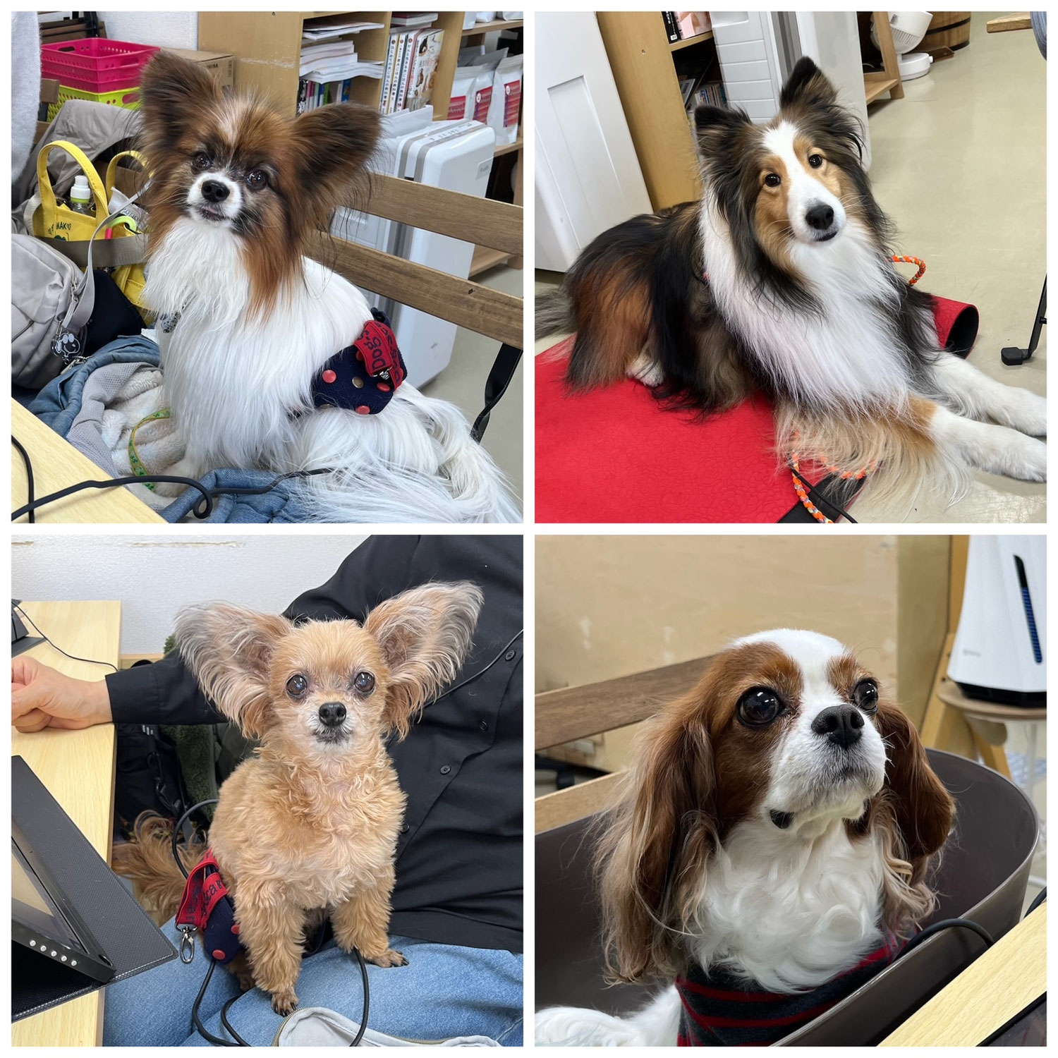 未病ケアの《Ｄｏｇｓｃａｎ》開催しました！【ALOHA塾】　　犬のしつけ教室＠アロハドギー