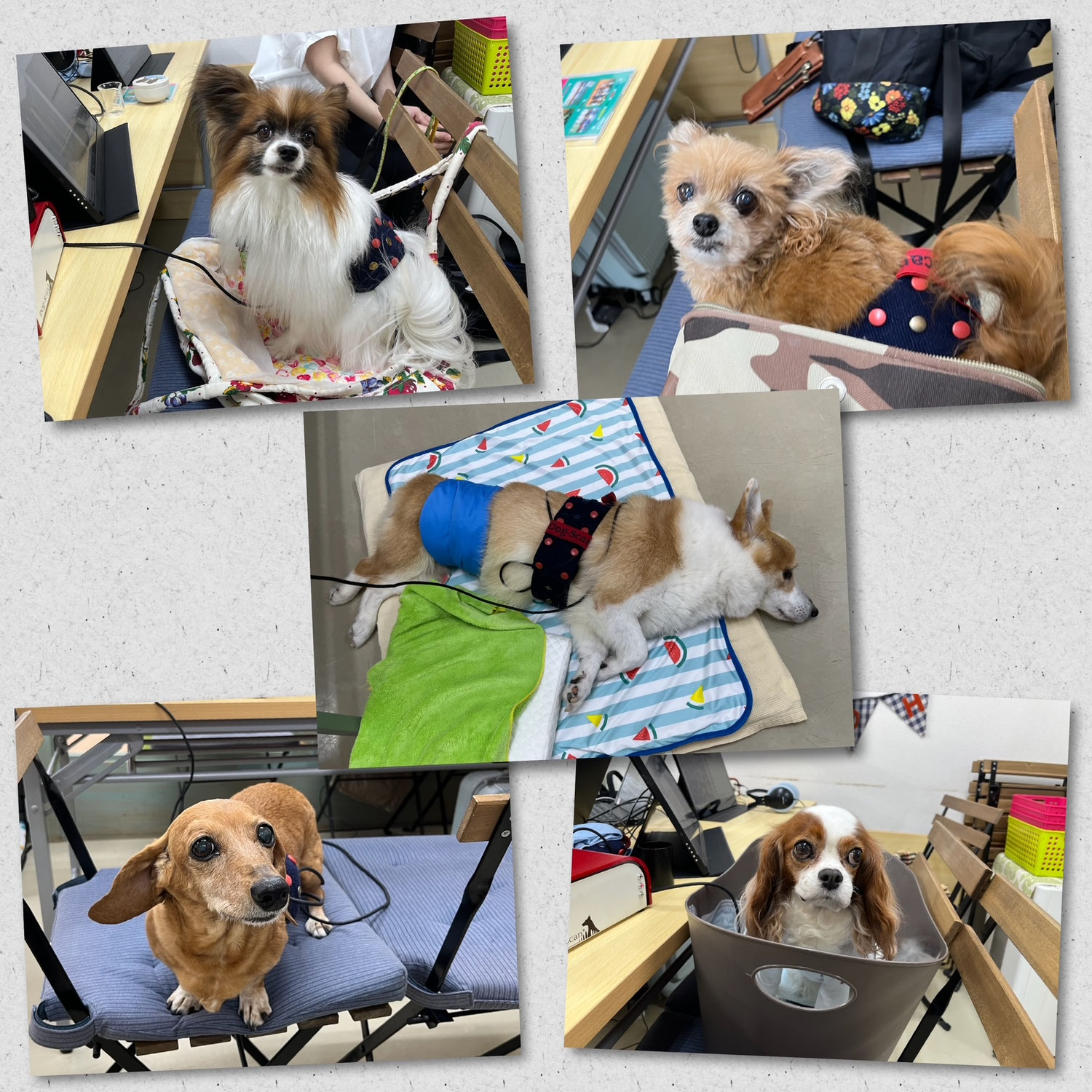 未病ケアの《Ｄｏｇｓｃａｎ》開催しました！【ALOHA塾】　　犬のしつけ教室＠アロハドギー