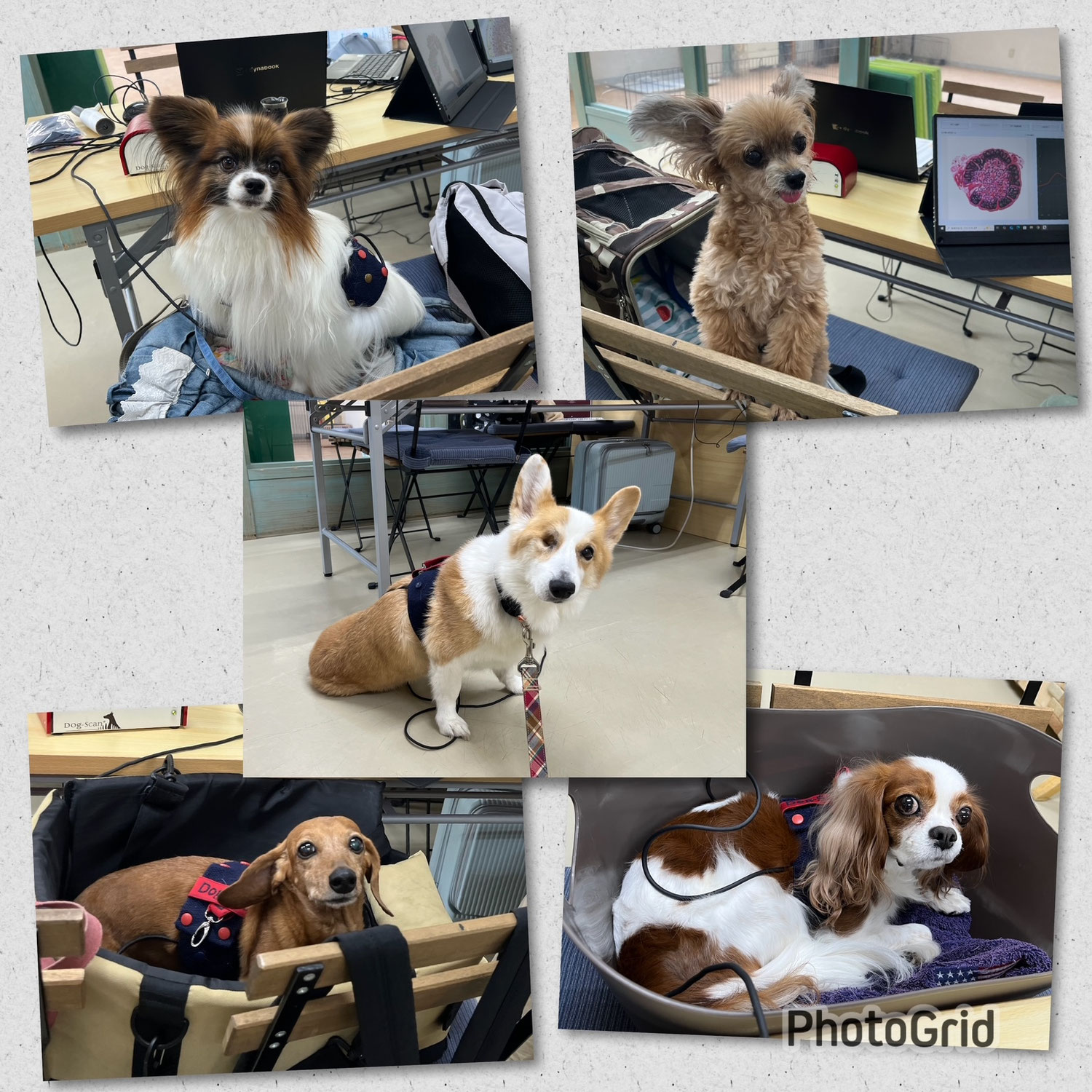 未病ケアの《Ｄｏｇｓｃａｎ》開催しました！【ALOHA塾】　　犬のしつけ教室＠アロハドギー