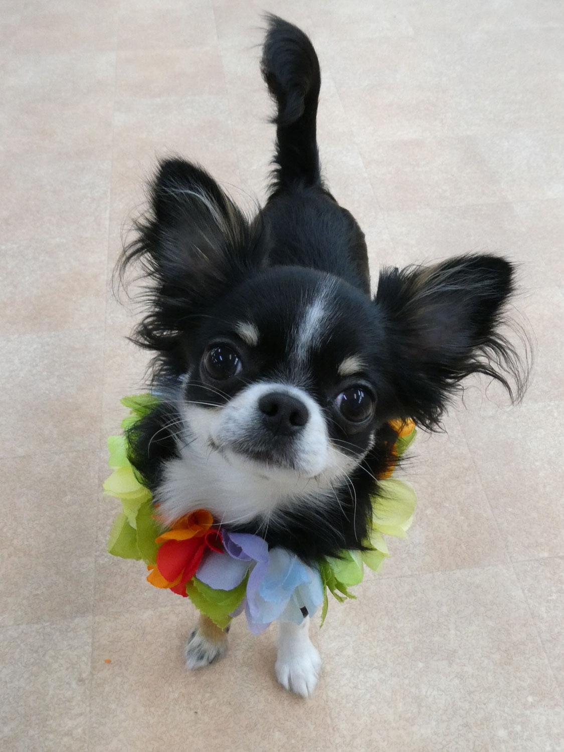 新入犬のチワワの【琥珀くん】＆ｵｰｽﾄﾗﾘｱﾝﾗﾌﾞﾗﾄﾞｩｰﾄﾞﾙの【ほぐくん】、幼稚園体験に来てくれたMIXの【ころんくん】　　犬のしつけ教室＠アロハドギー