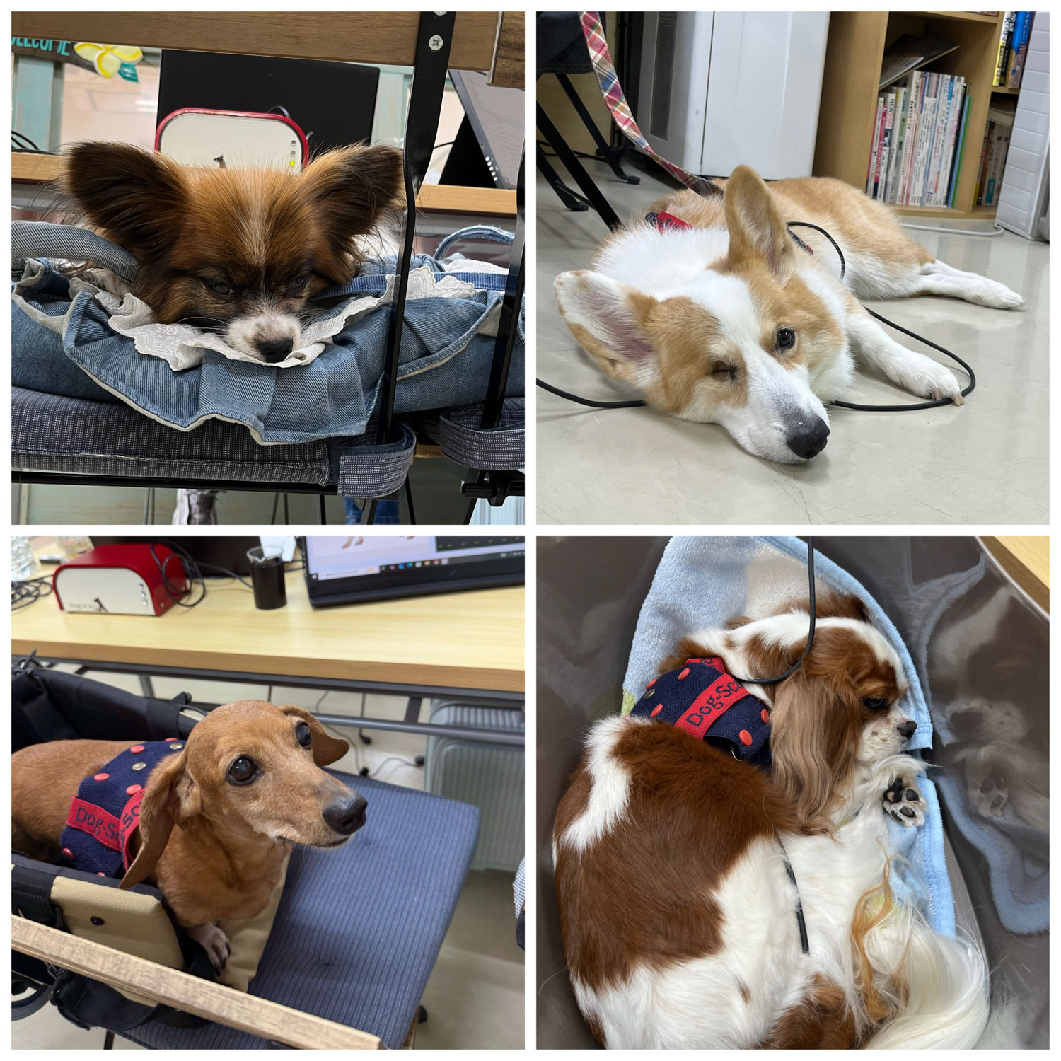 未病ケアの《Ｄｏｇｓｃａｎ》開催しました！【ALOHA塾】　　犬のしつけ教室＠アロハドギー