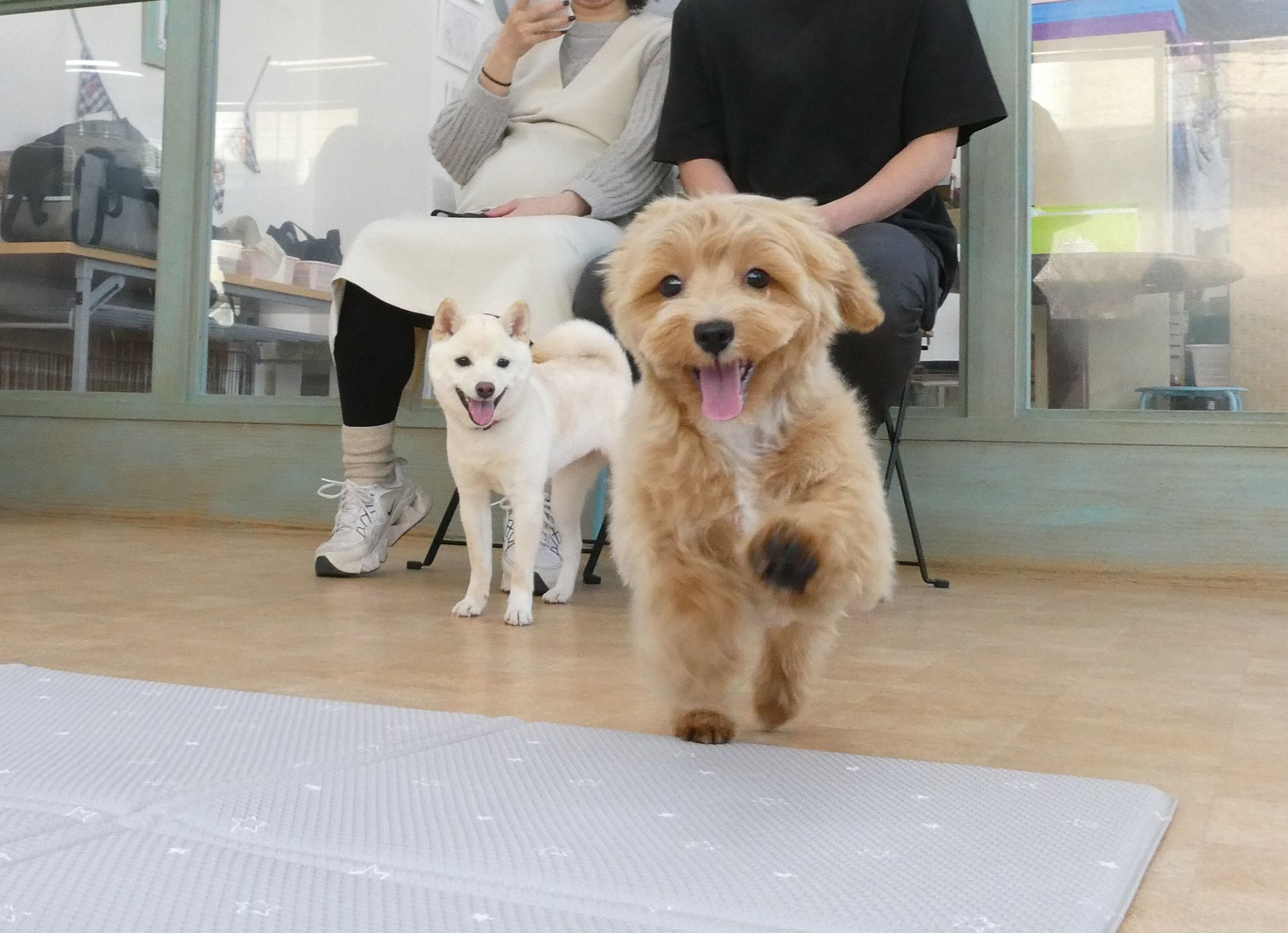 2026年4月の【パピーパーティー】のご案内(^^)/　　犬のしつけ教室＠アロハドギー