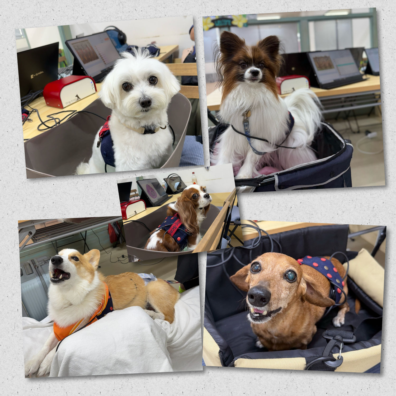 未病ケアの《Ｄｏｇｓｃａｎ》開催しました！【ALOHA塾】　　犬のしつけ教室＠アロハドギー