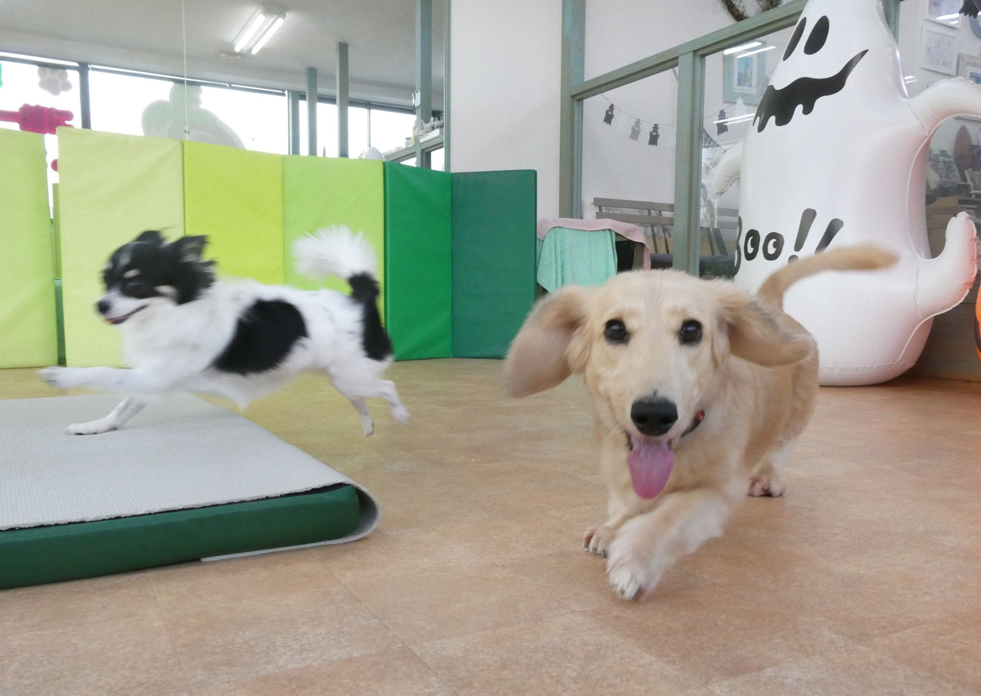 幼稚園での練習の賜物♪　　犬のしつけ教室＠アロハドギー
