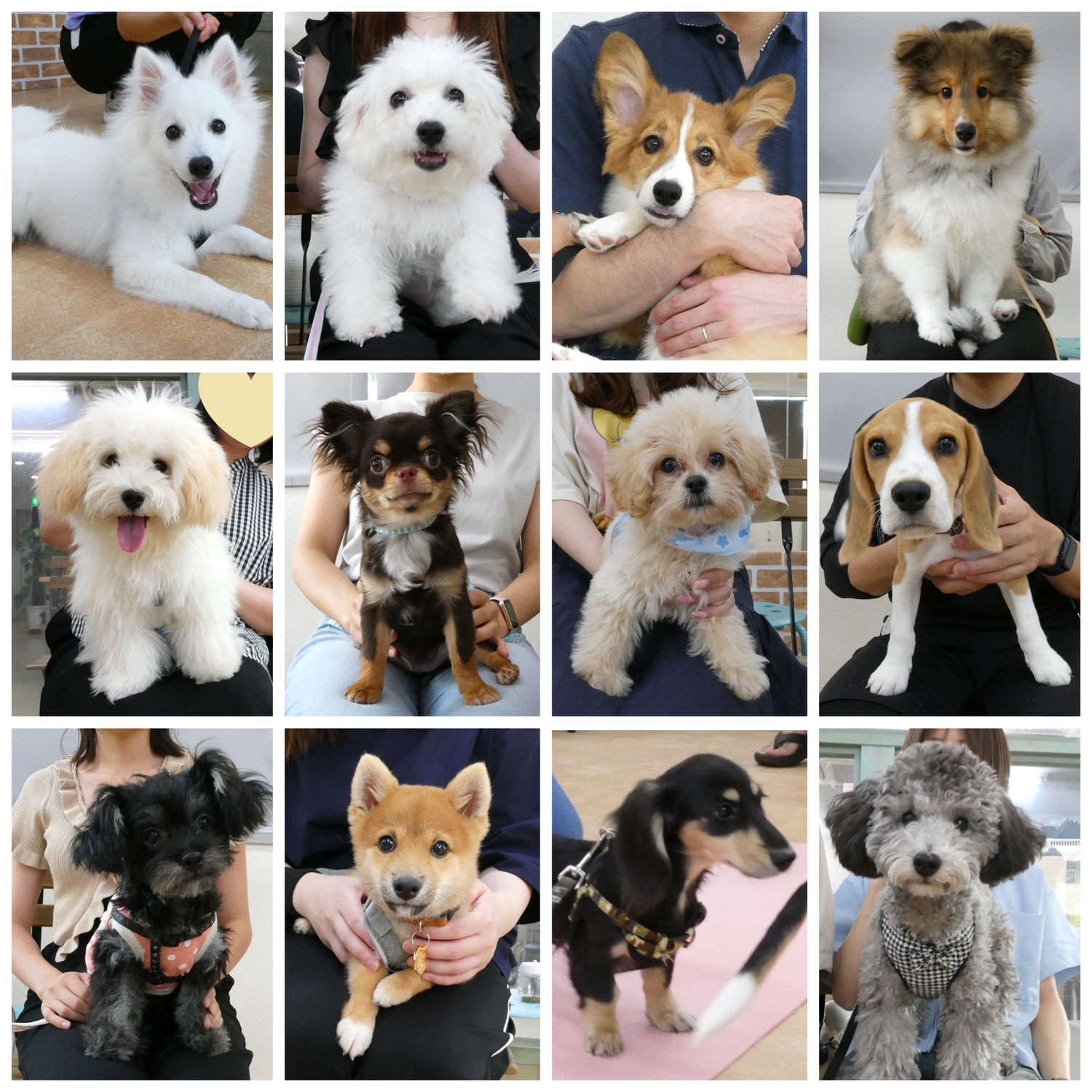 パピーパーティ－開催しました（8/3）【ALOHA塾】　　犬のしつけ教室＠アロハドギー