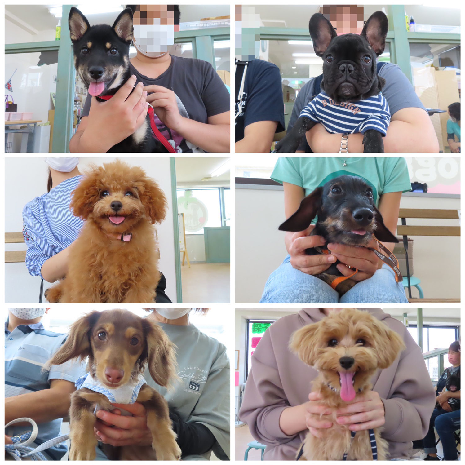 Aloha塾 犬のしつけ 横浜市都筑区青葉区 犬の幼稚園 アロハドギー