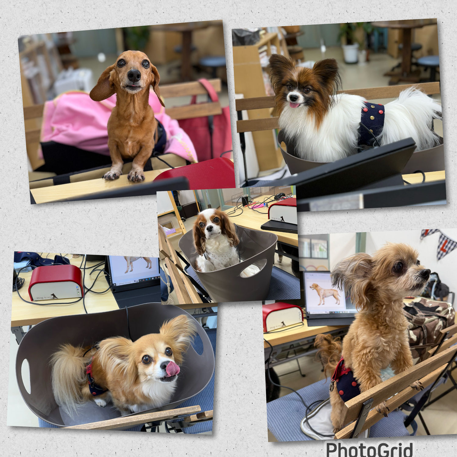 未病ケアの《Ｄｏｇｓｃａｎ》開催しました！【ALOHA塾】　　犬のしつけ教室＠アロハドギー