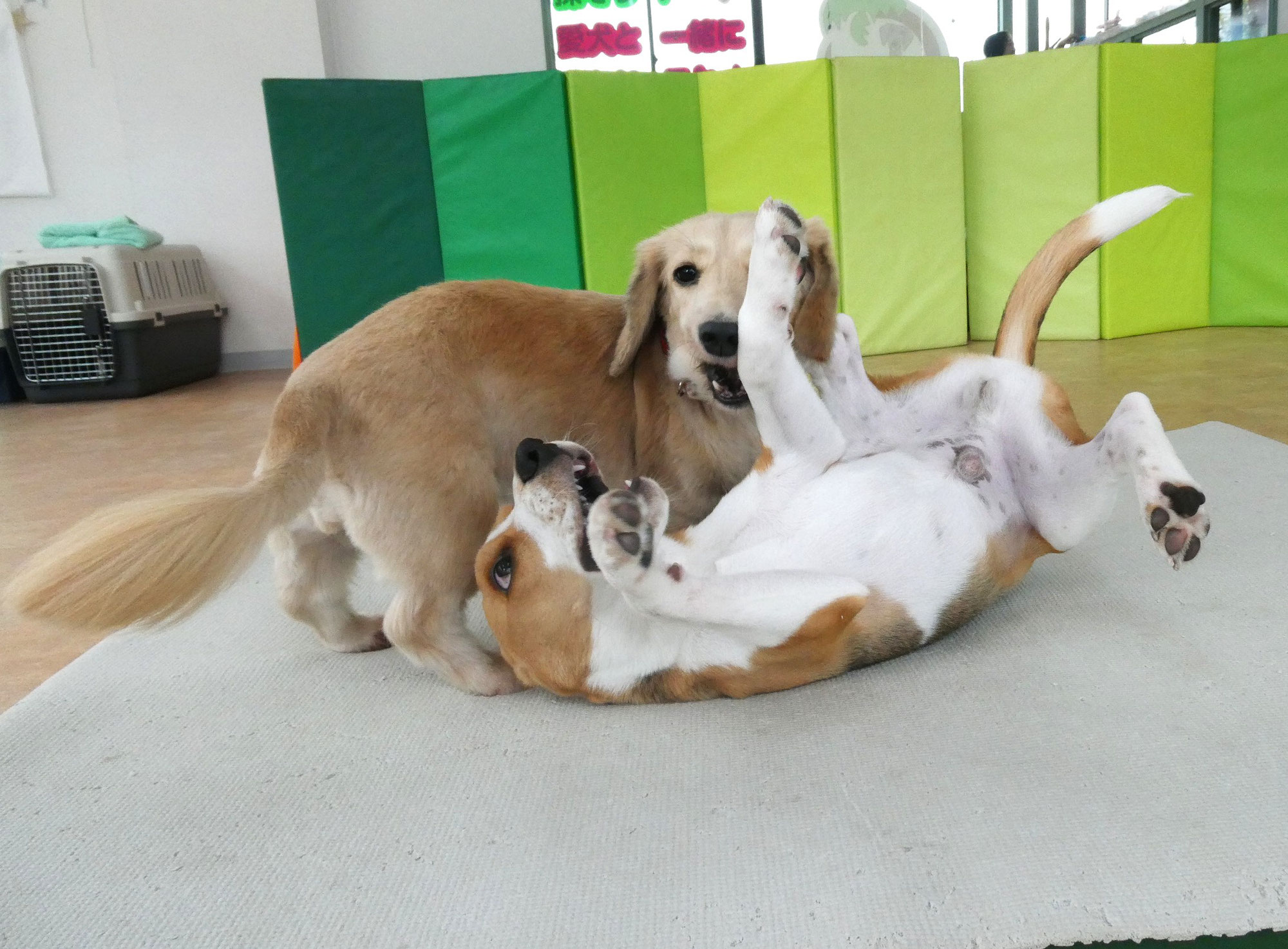 飼い主から愛犬への最初と最後のプレゼントとは。　　犬のしつけ教室＠アロハドギー