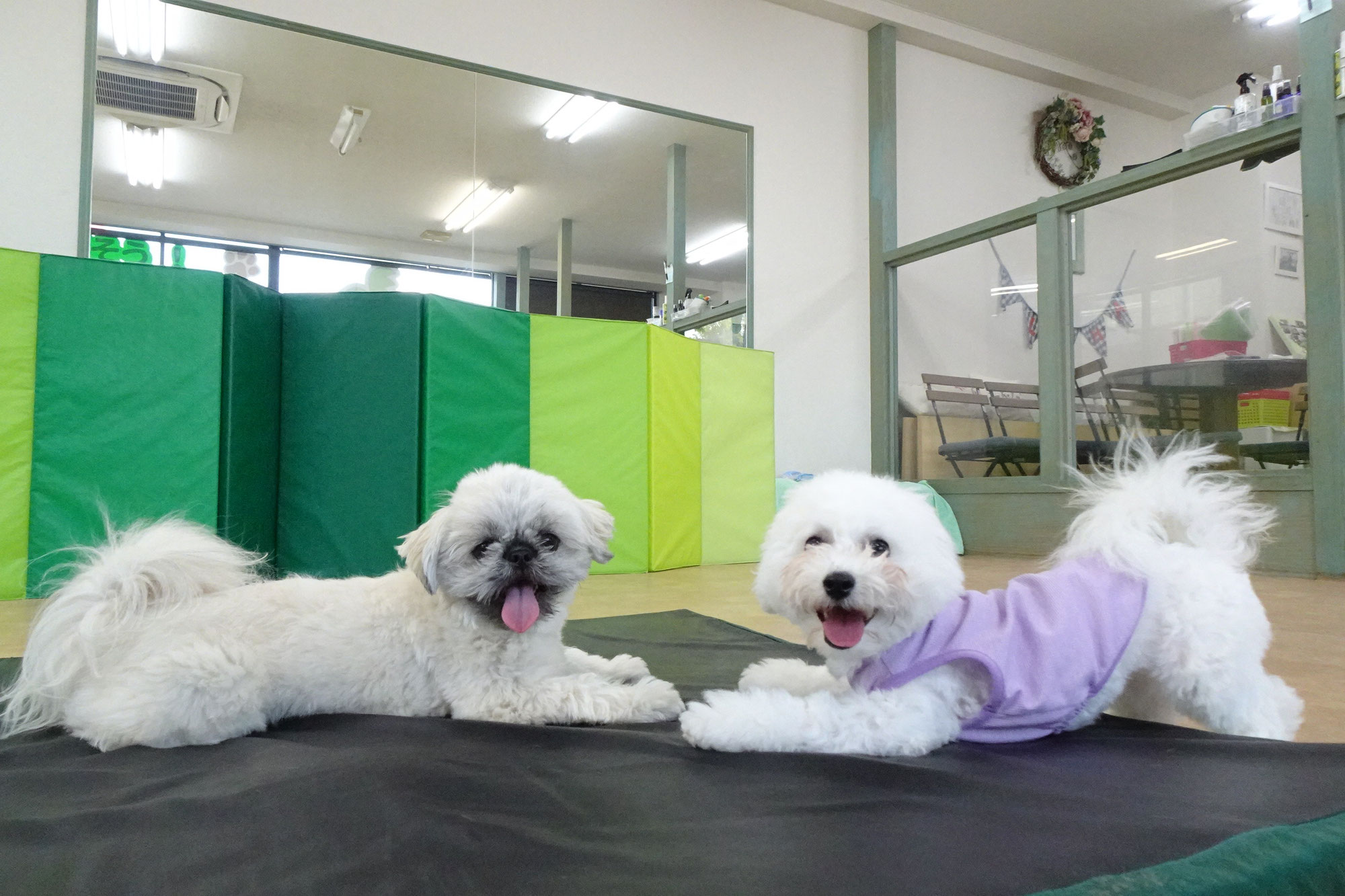 アロハドギー夏季休暇のご案内(*^-^*)　　犬のしつけ教室@アロハドギー