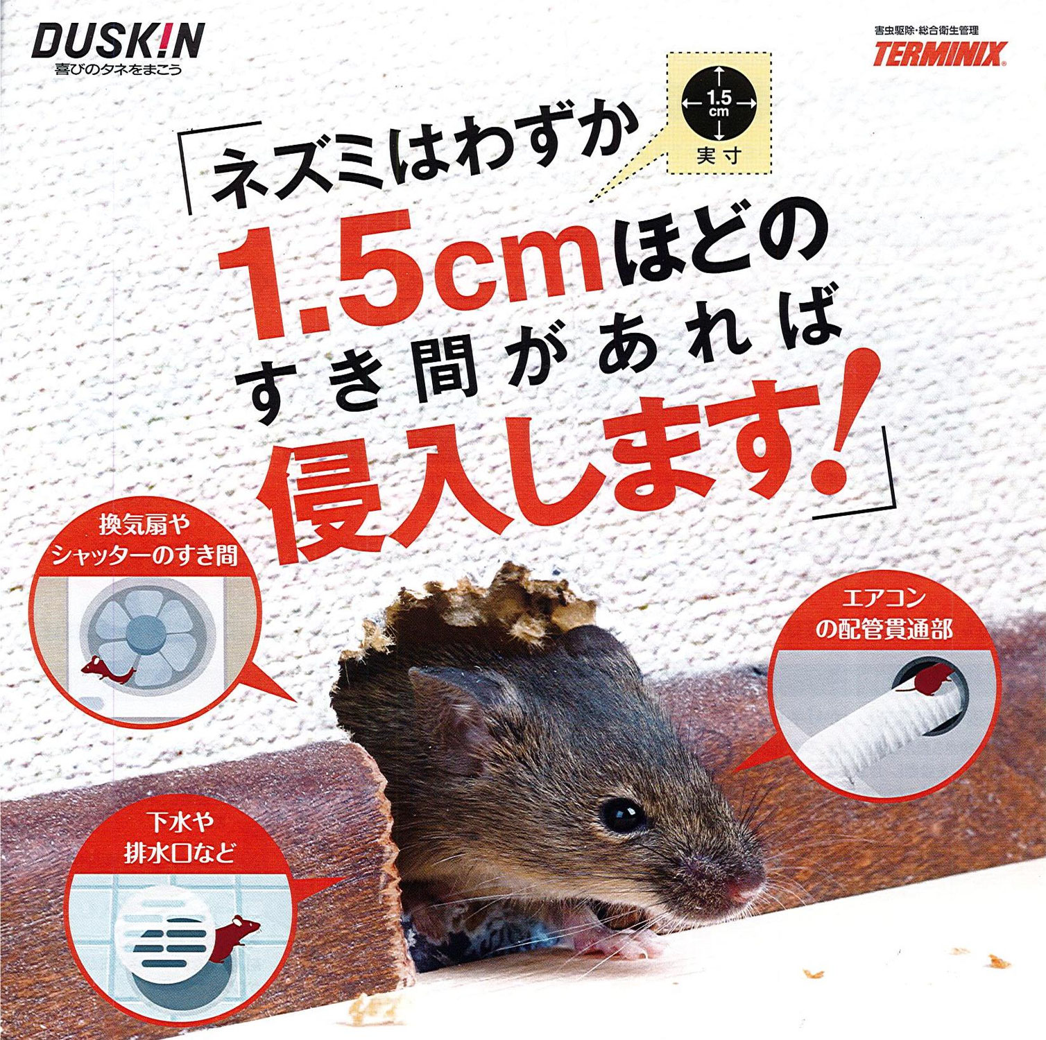 【柏・流山・鎌ヶ谷】天井裏をドタバタ走る正体は？プロが教える「3大家ねずみ」の特徴と、市販の毒エサをおすすめしない理由！