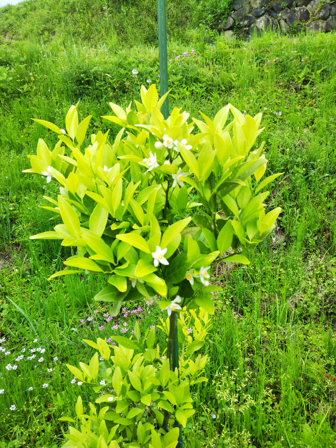 体感！しだみ古墳群ミュージアム西側花壇その3