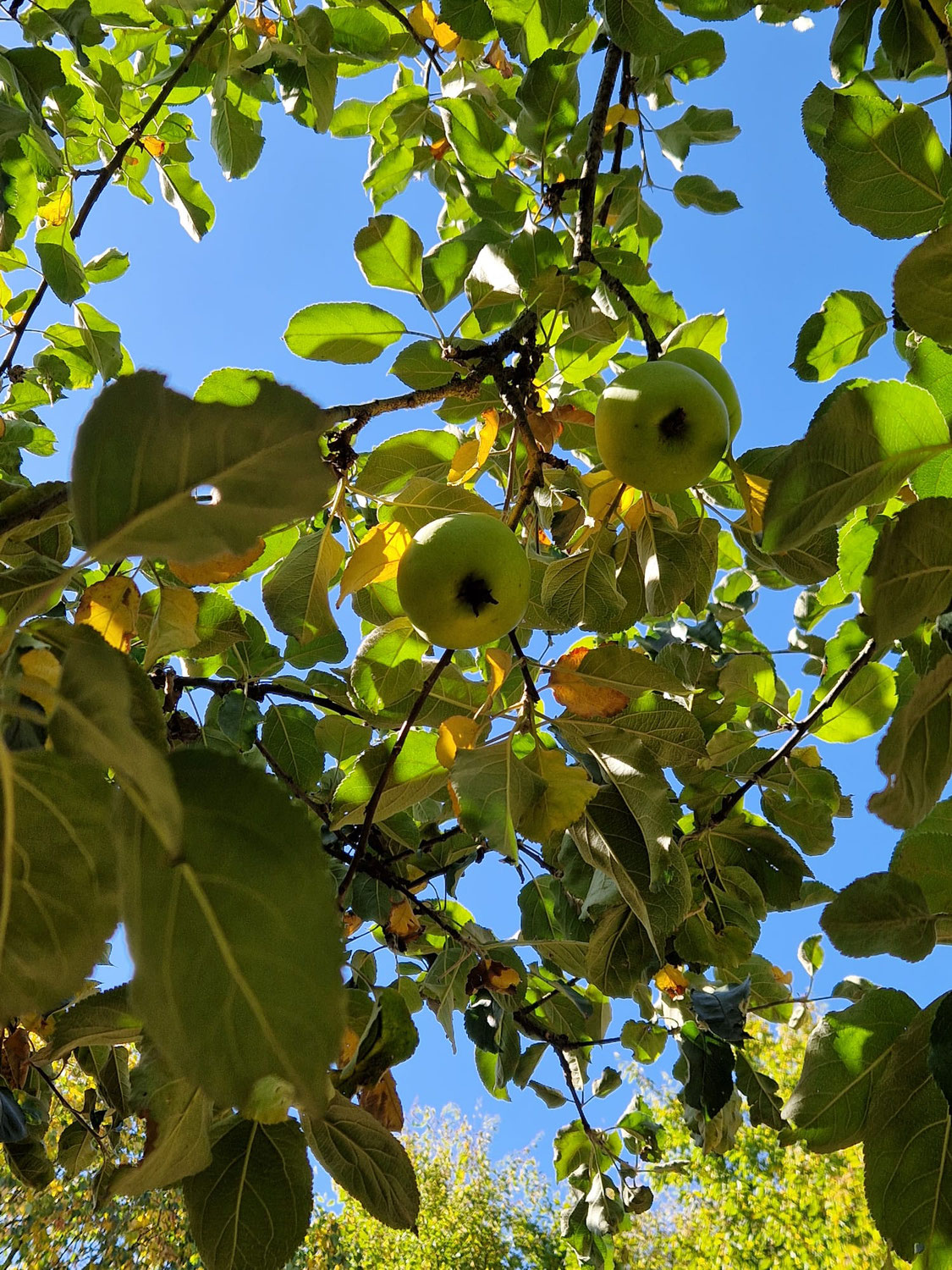 Les fruits de notre verger