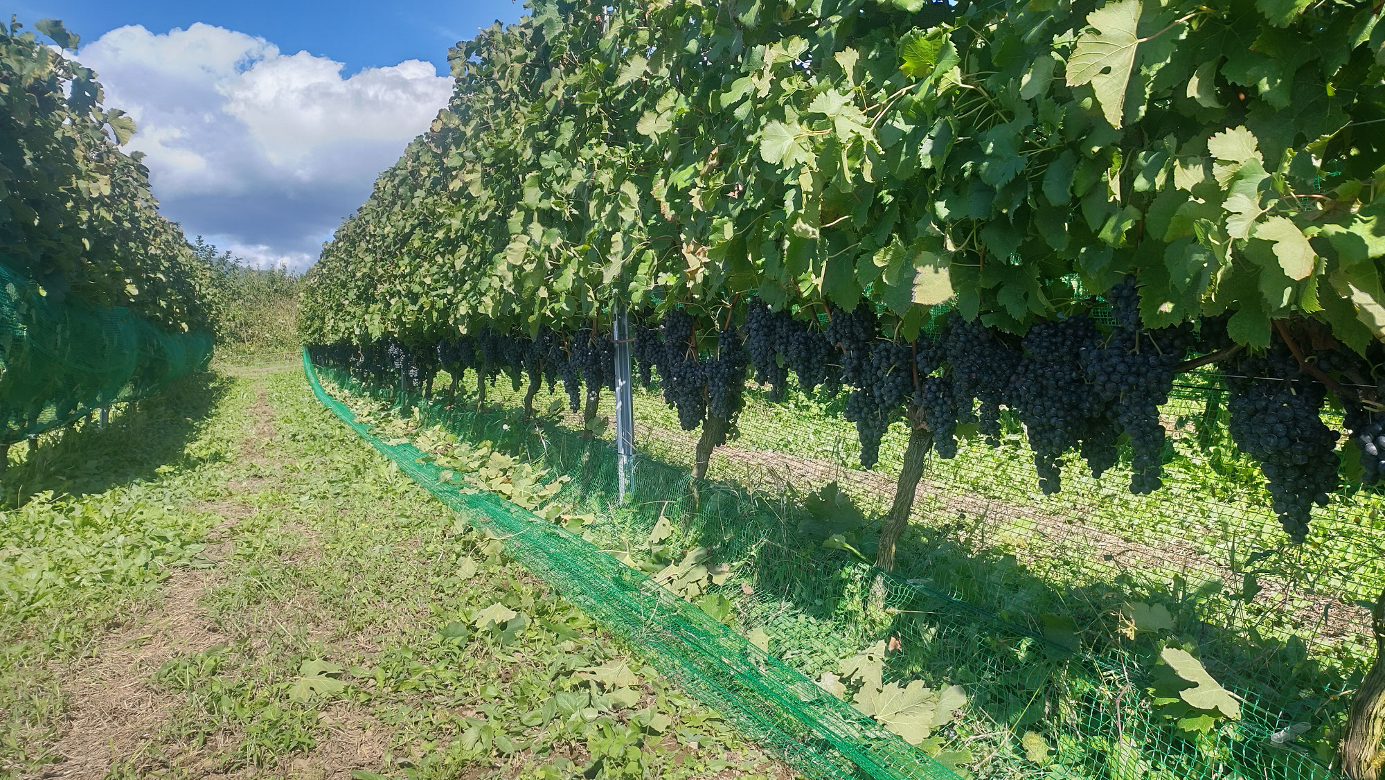 Vendanges 2024 - Le vignoble de l'honneur