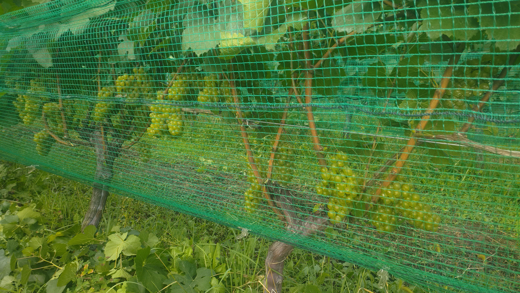 Vendanges 2025