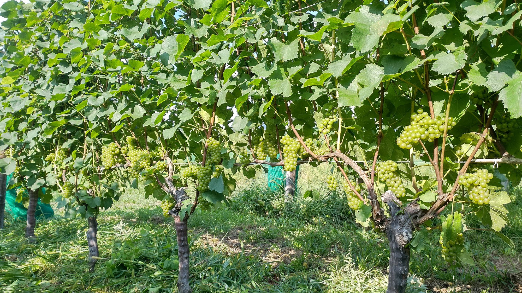 Vendanges 2024 - Chardonnay