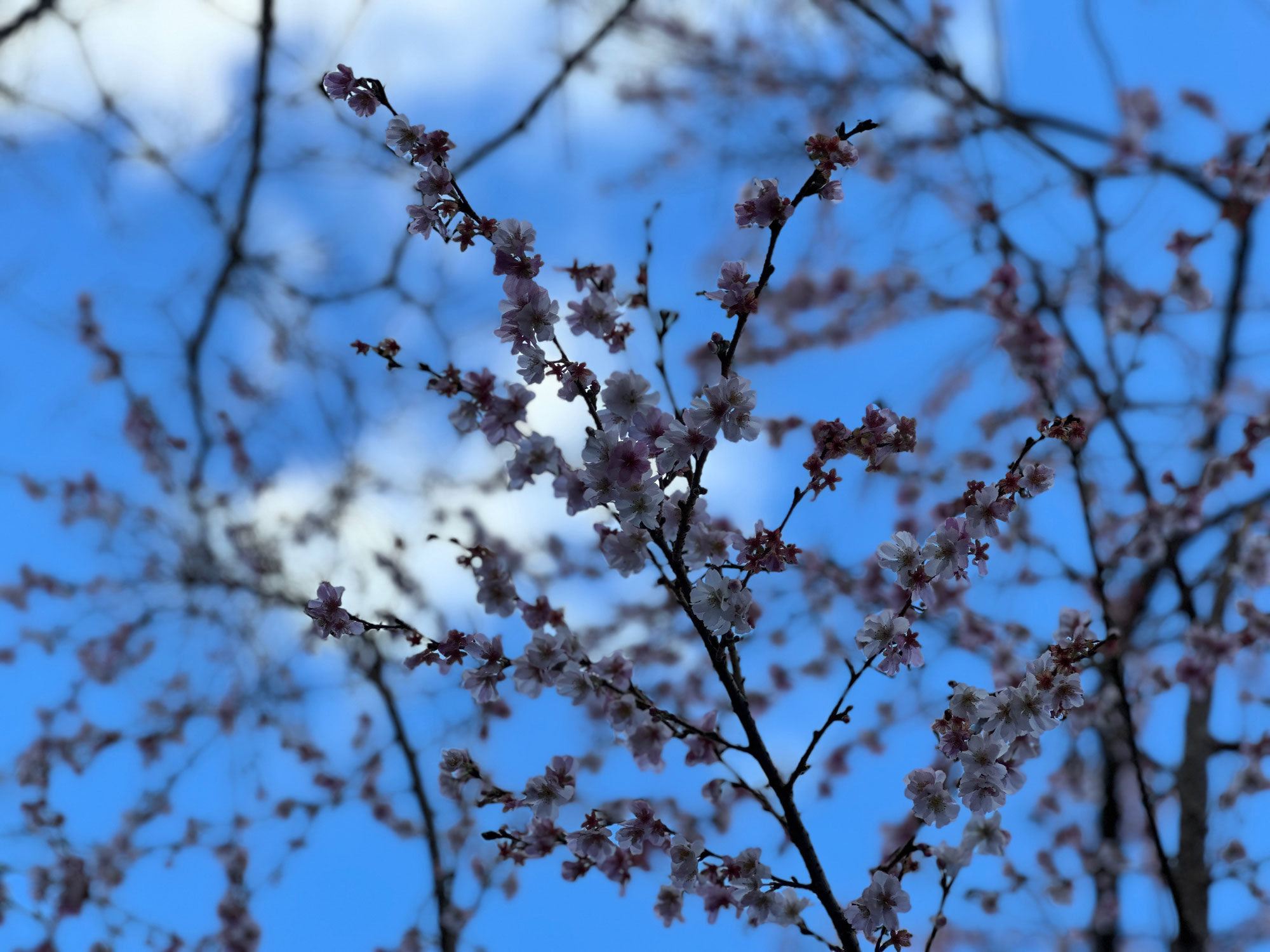 寒桜は思い出の1ページ( *´艸｀)