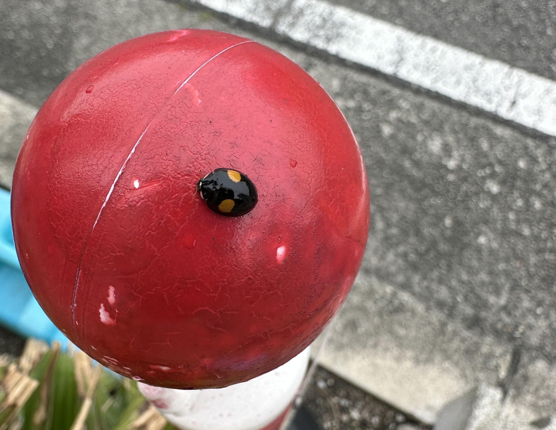 幸せの使者( *´艸｀)