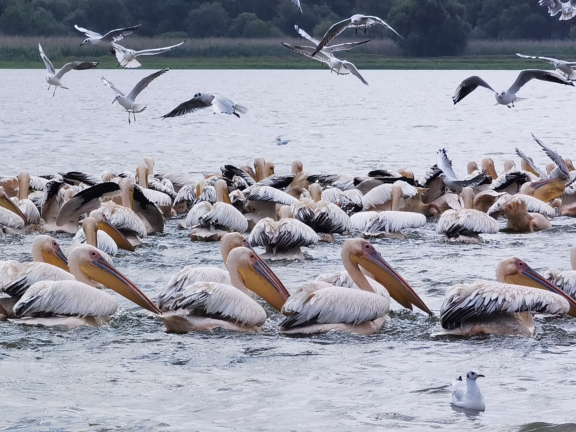 Donaudelta, Rumänien Teil 2