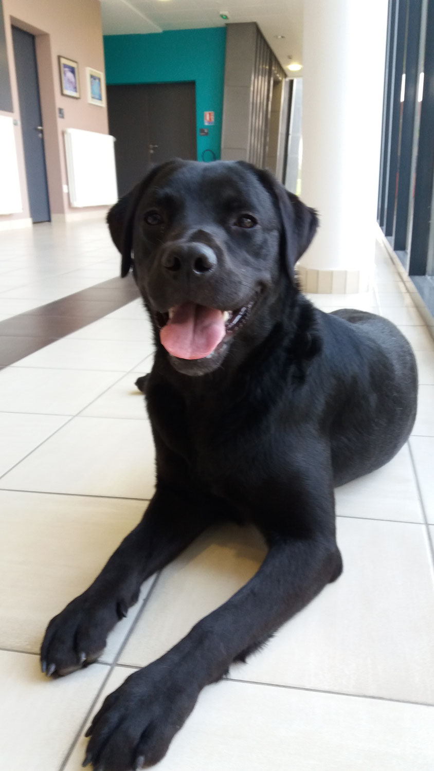 Nom D Un Chien Canidea