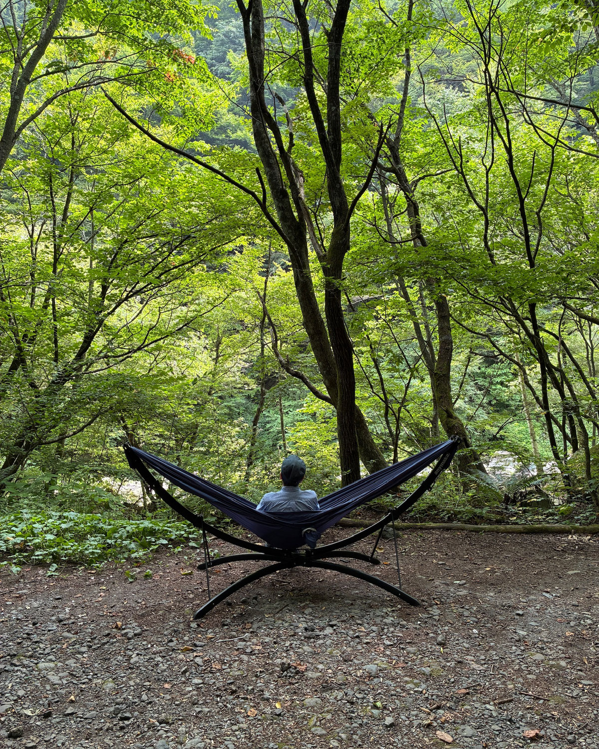Coffee in a Hammock, Forest All Around
