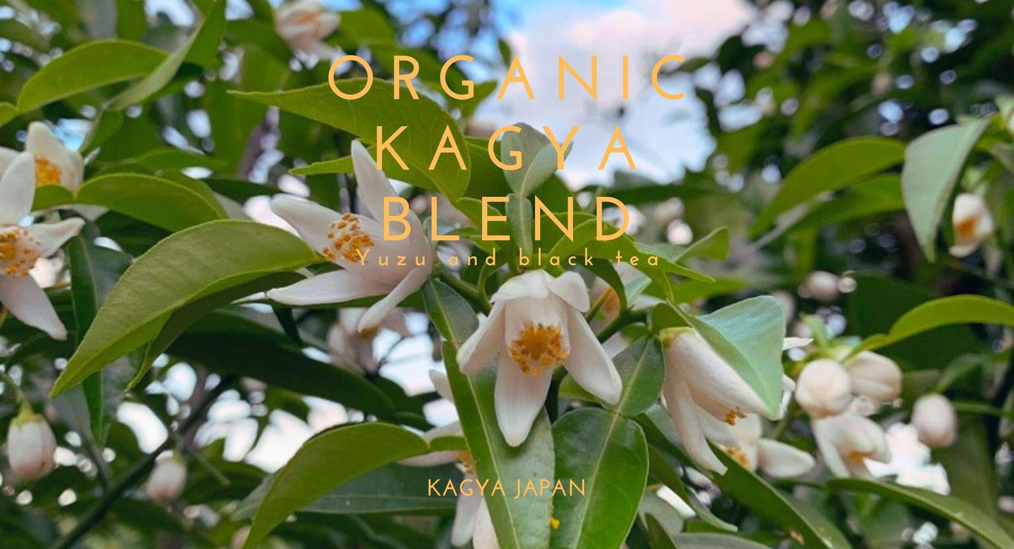 柚子のエッセンシャルオイルブランド『KAGYA JAPAN』から有機柚子と有機紅茶のブレンドティー『オーガニック・カグヤブレンド』を発売