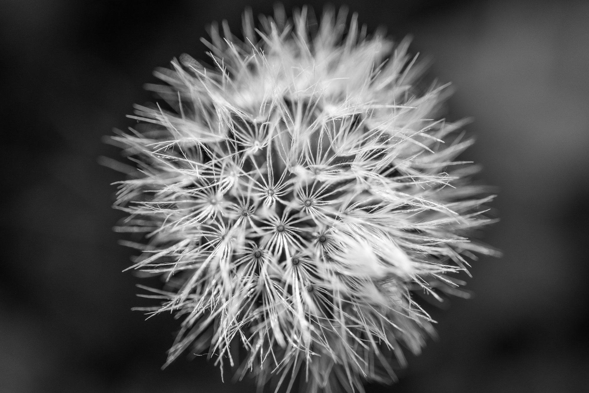 Die Elemente