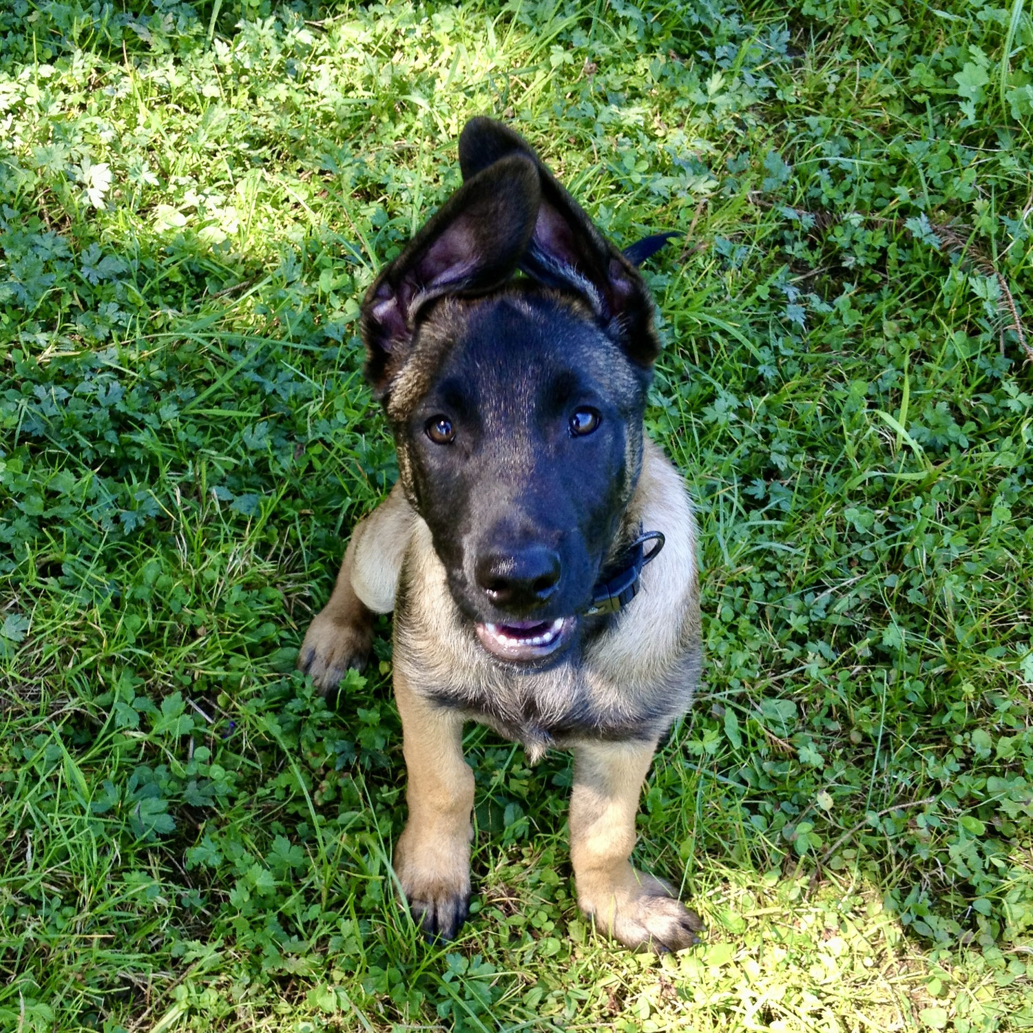 Blues grösstes Geschenk: