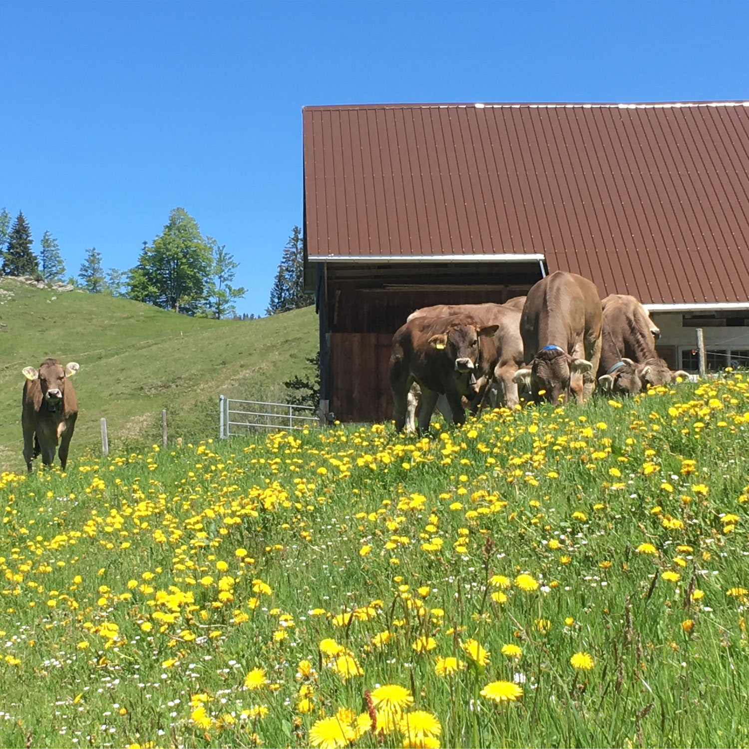 Frühlings-Vorbereitungen für den Alpsommer!