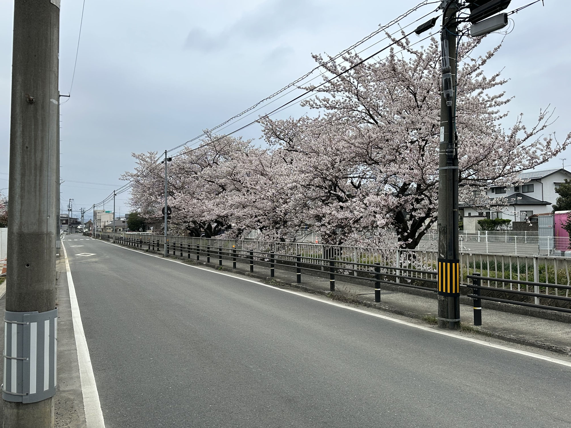 さくらのシーズン