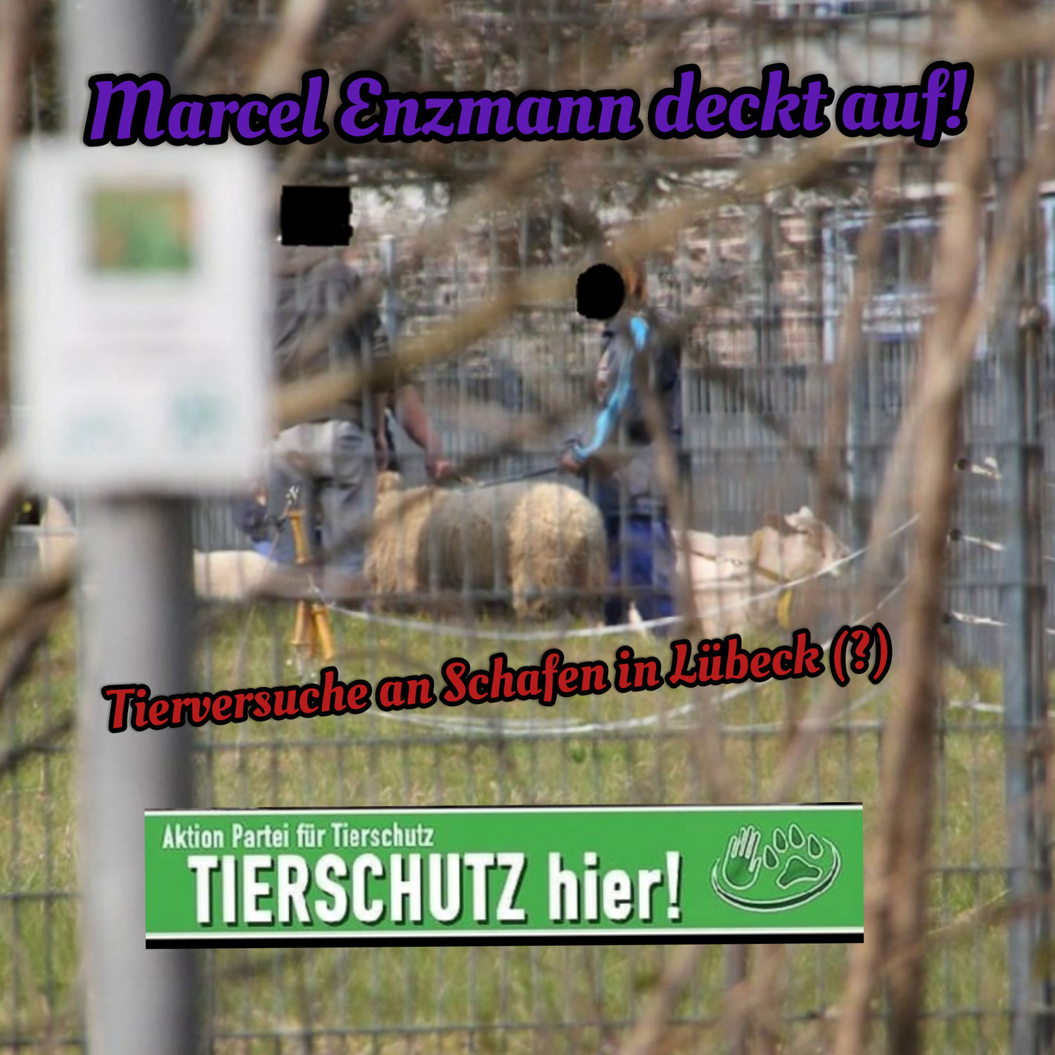 #314 Marcel Enzmann deckt auf! - Tierversuche an Schafen (?)