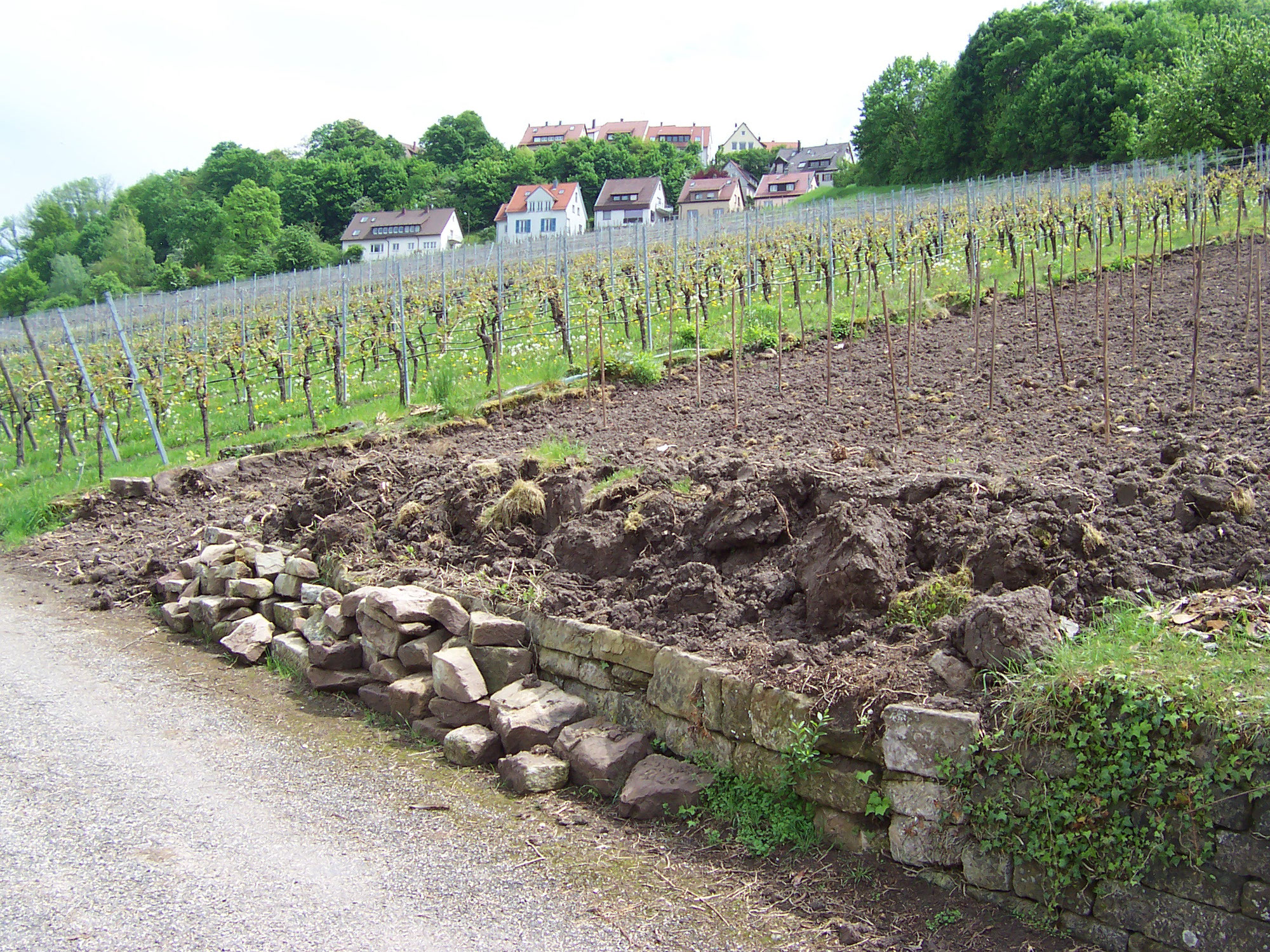 Von A-Y  -  Alles über den Champagner