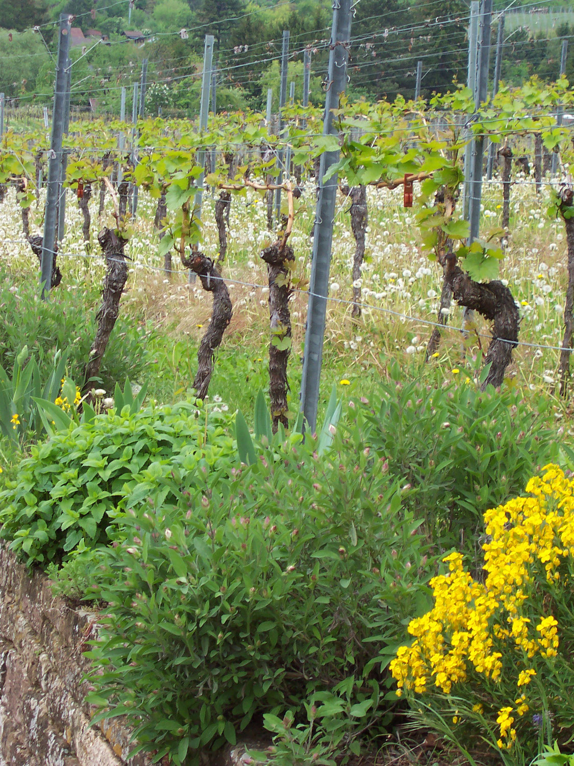 PIWI-Sorten - hier die Weine in der Schweiz