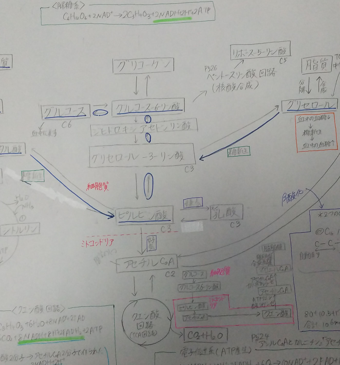 薬学部２年次進級　勉強の仕方