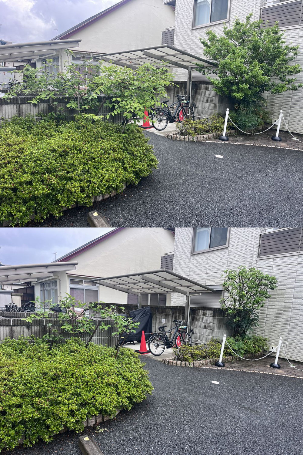 【立川市】マンションの駐輪場をスッキリ！ソヨゴ＆ツリバナの美観剪定！