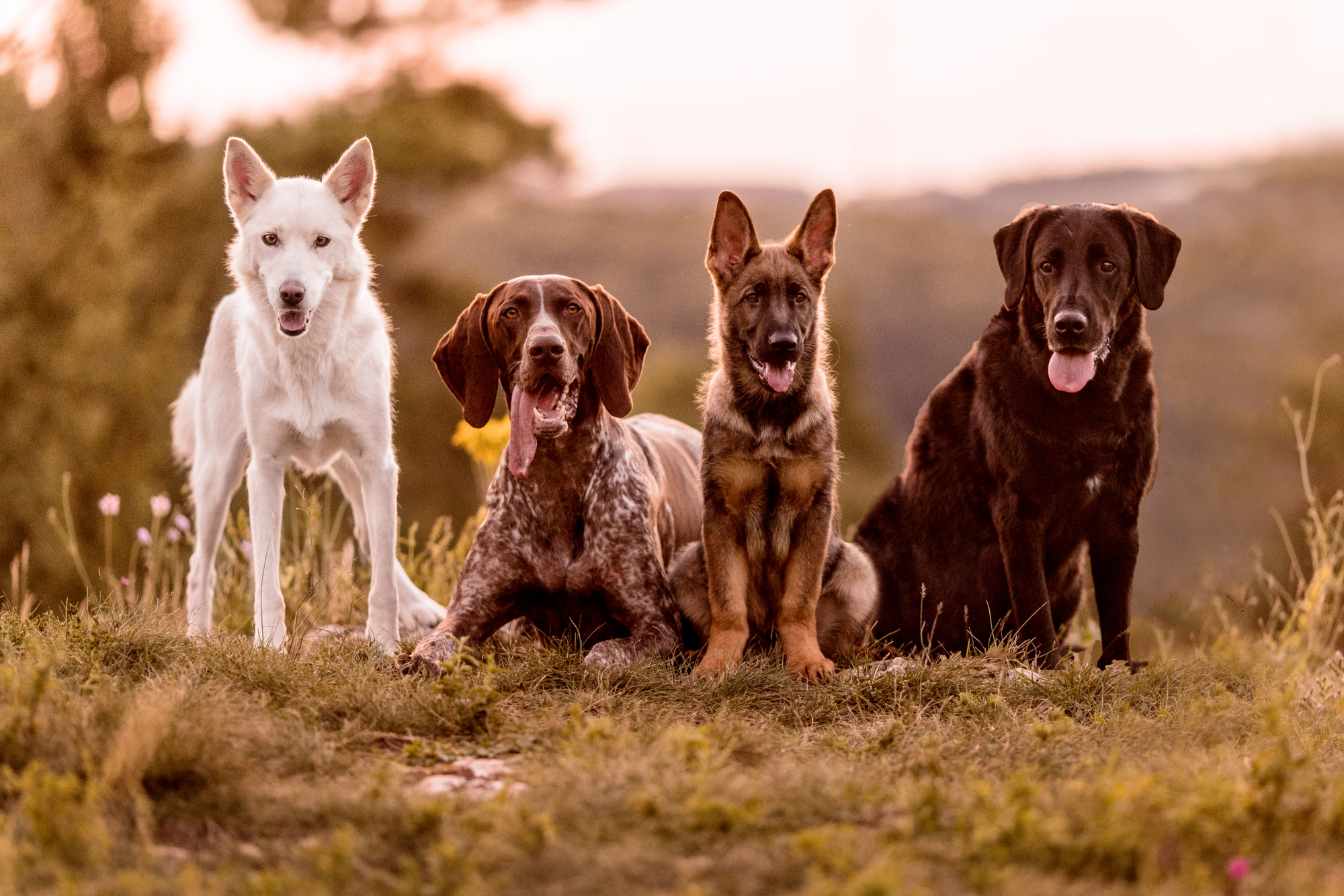 preise hundesitterbambergs seite!