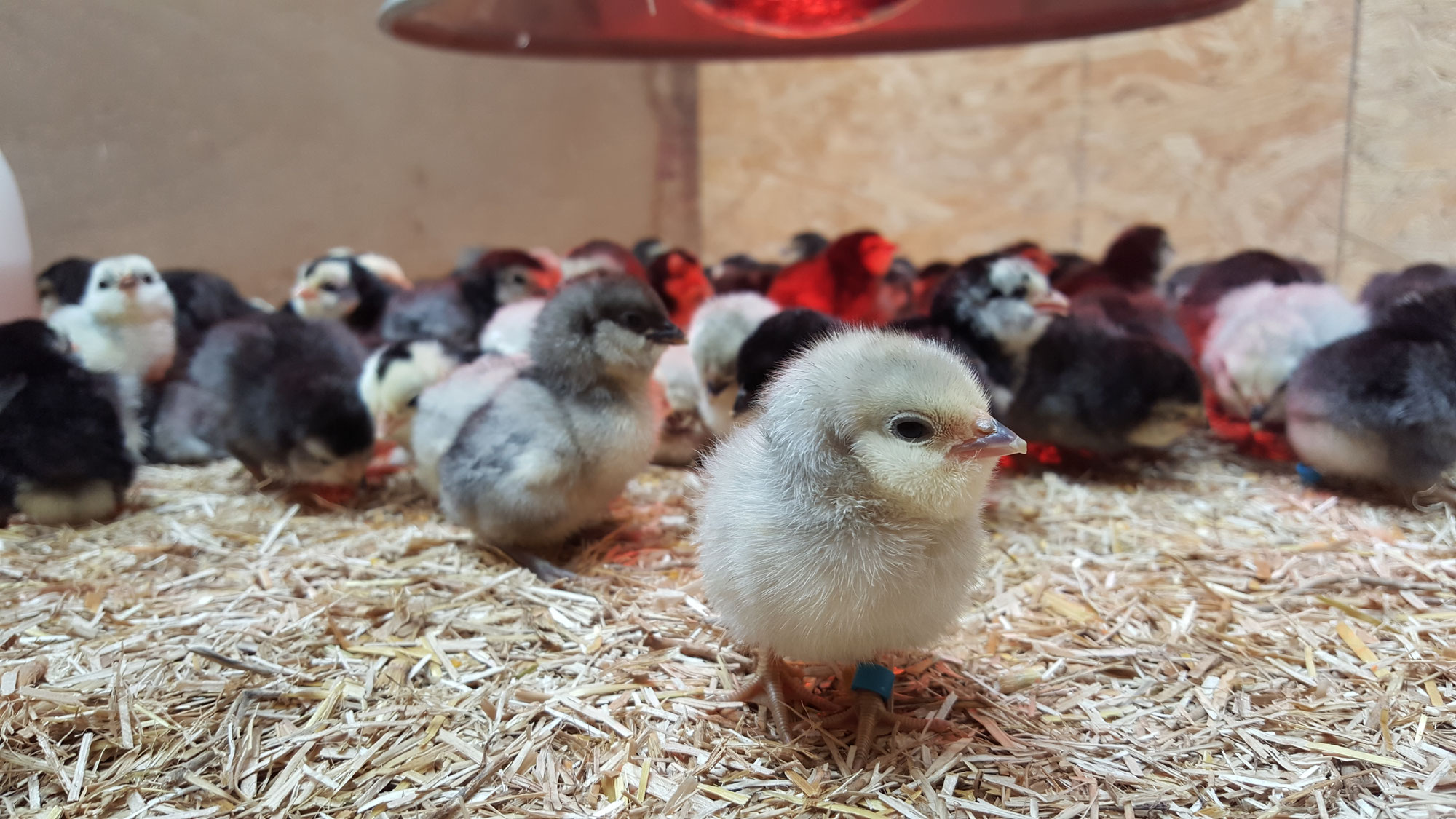 SV-Jugend - SV Antwerpener Bartzwerge