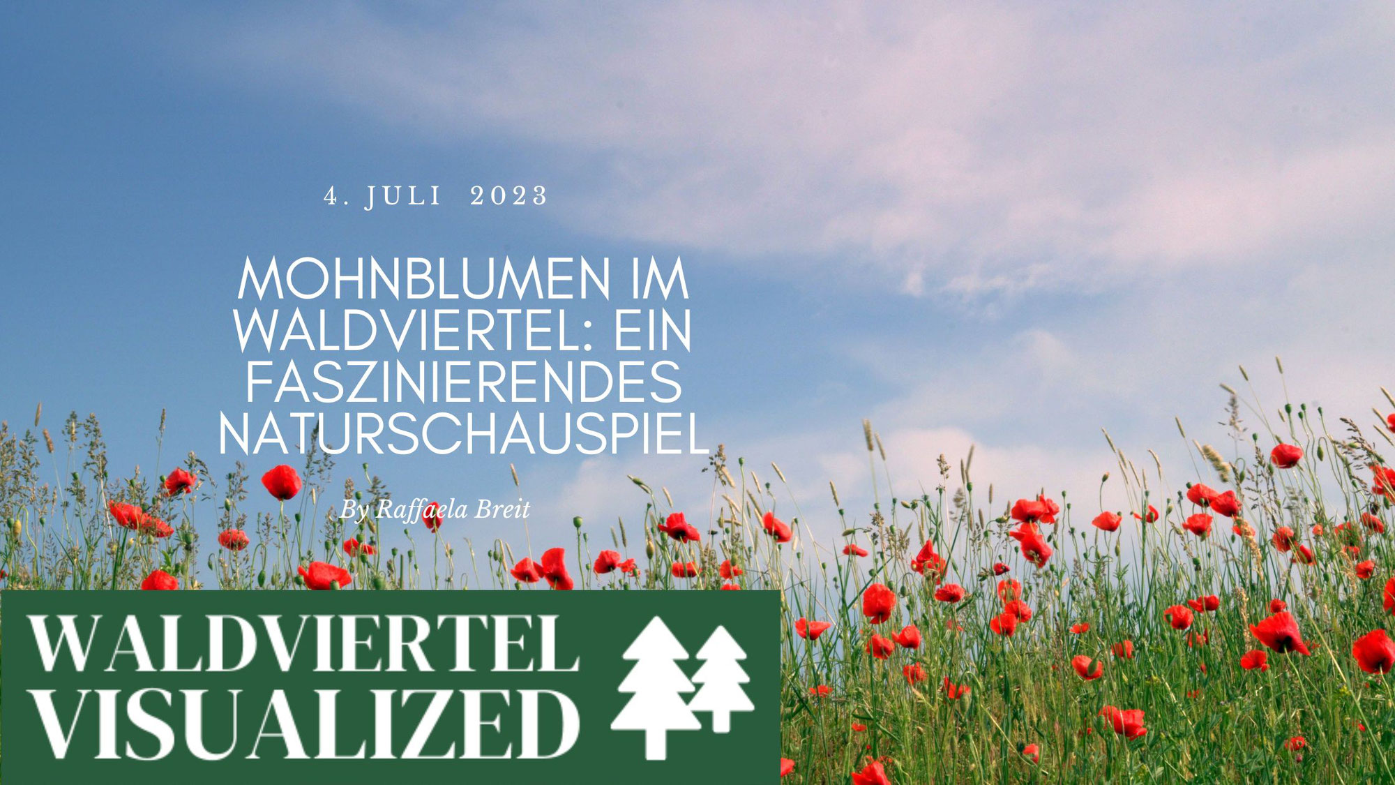 Mohnblumen im Waldviertel: Ein faszinierendes Naturschauspiel