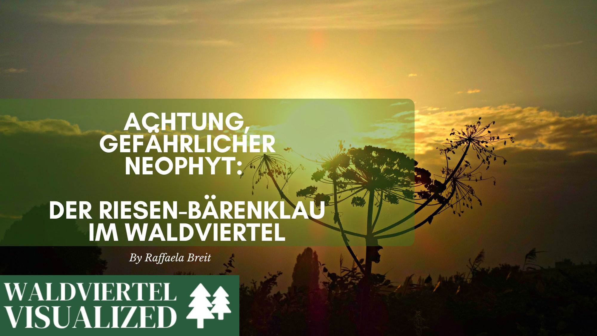 Achtung, gefährlicher Neophyt: Der Riesen-Bärenklau im Waldviertel