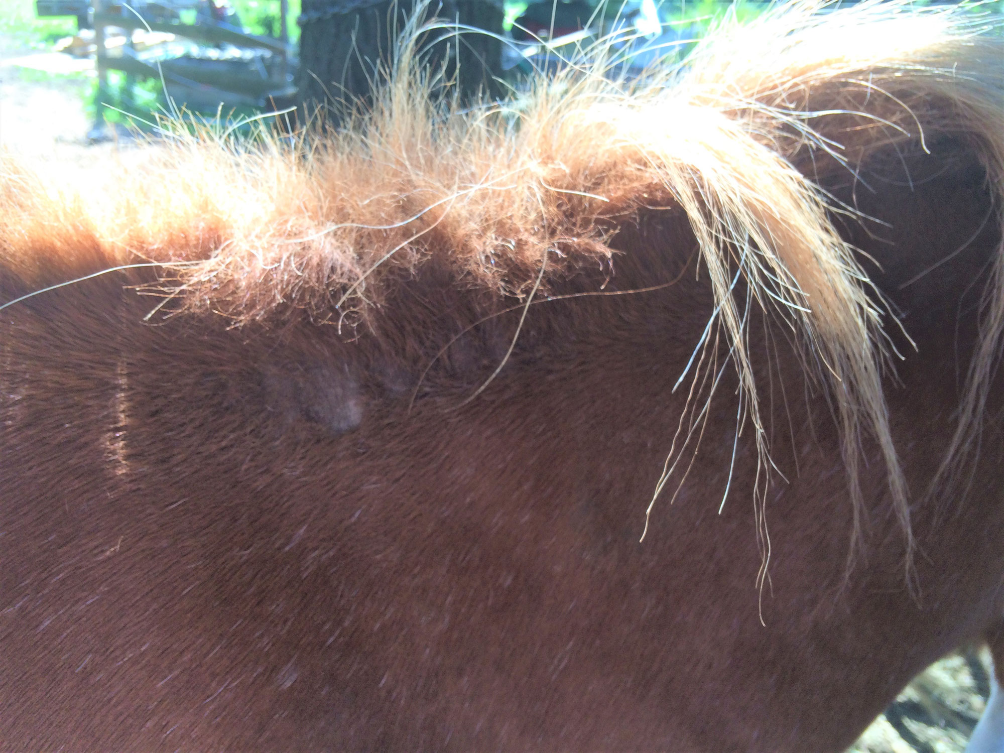 Allergie einfach loswerden