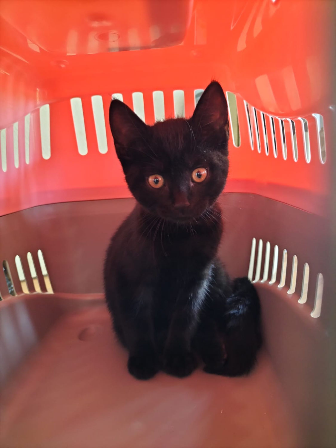 Fundkitten