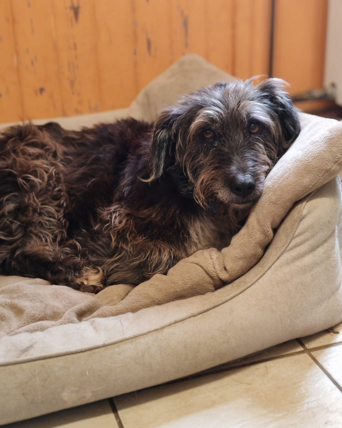 Abenteuerhund Hardy