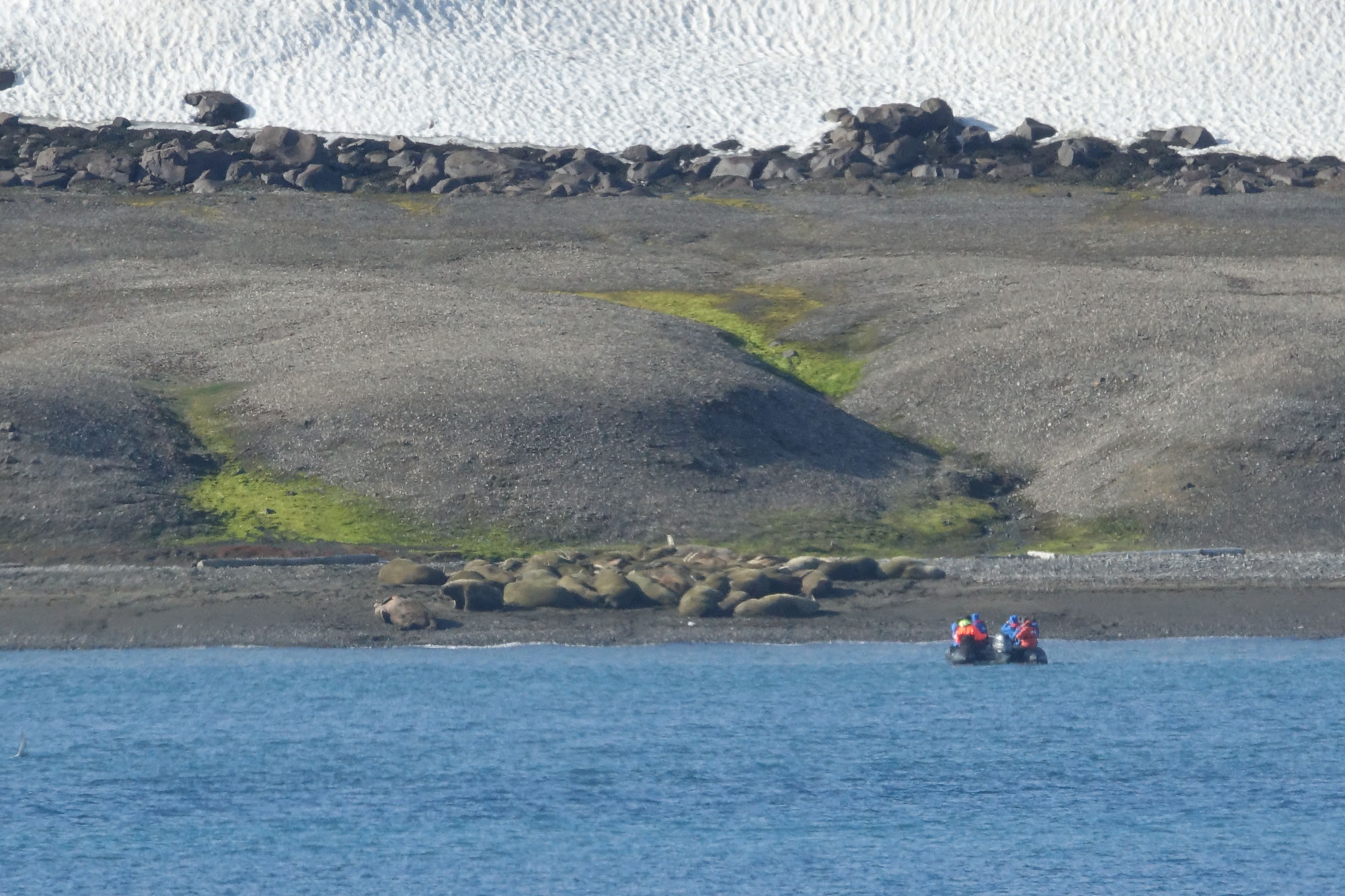 Tag 6, Torellneset, Wilhelmøya, Bråsvellbreen