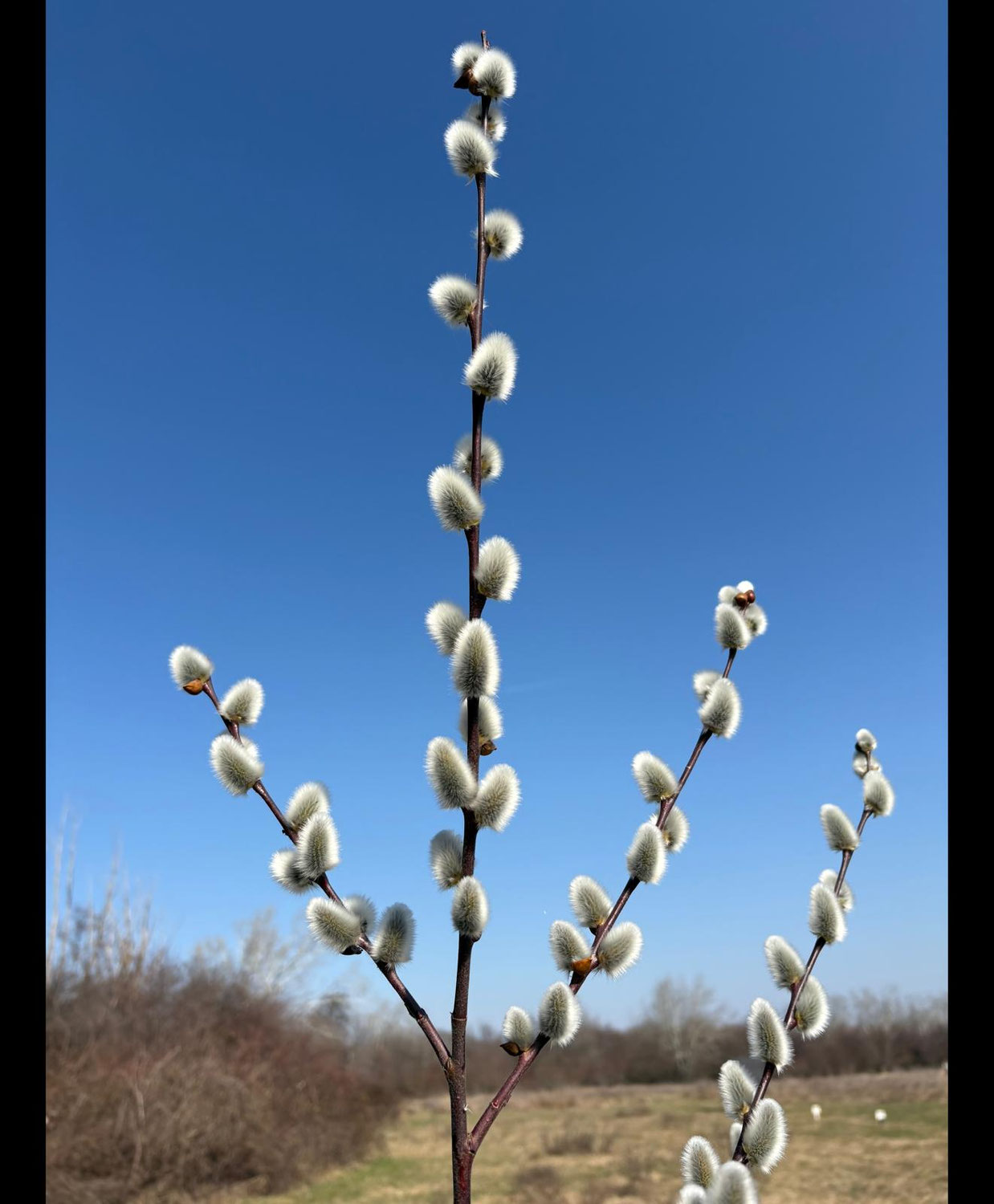 Frühling