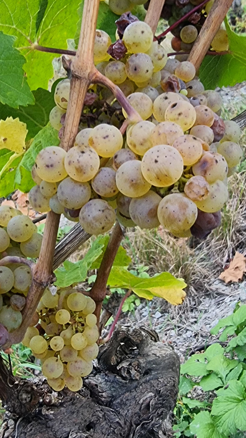dio riesling old vineyard limited edition